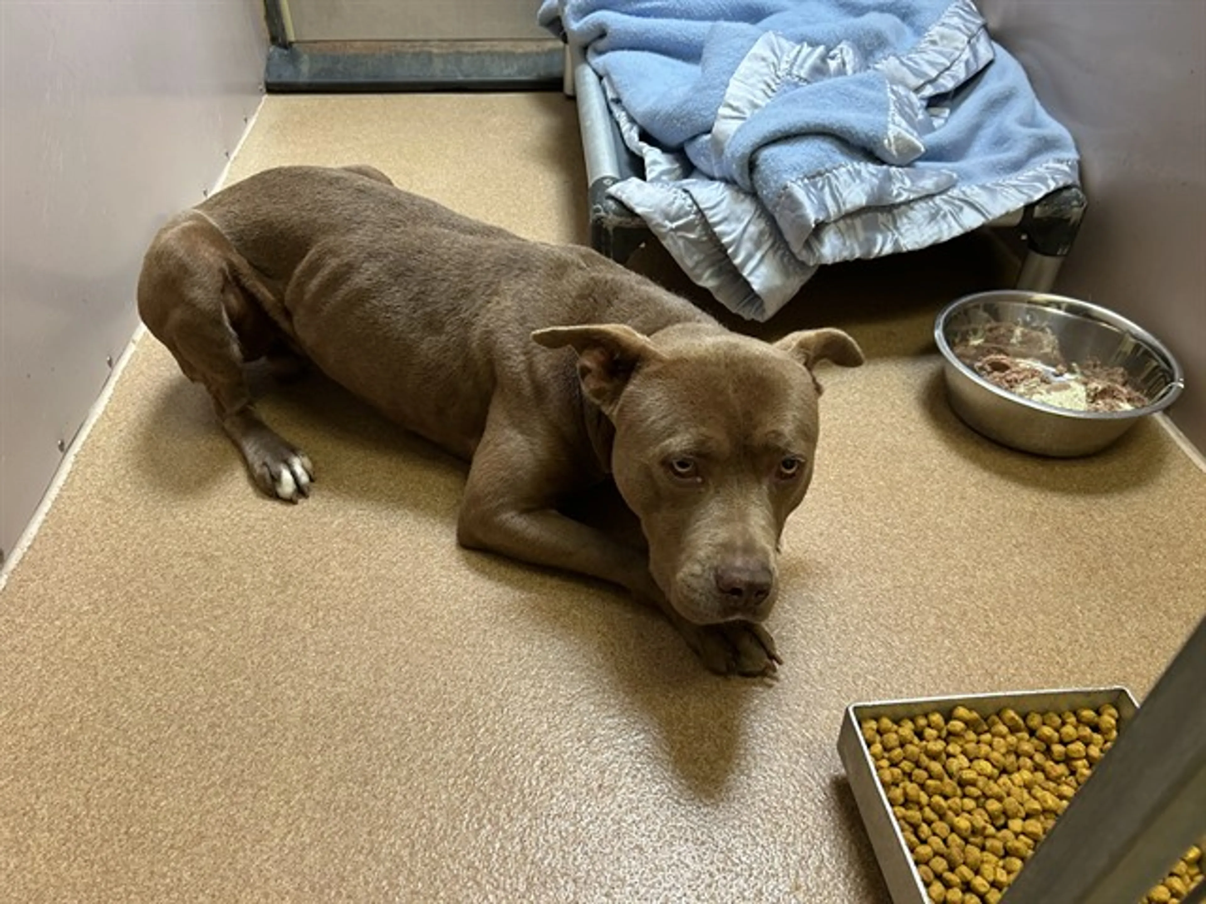 Found pet