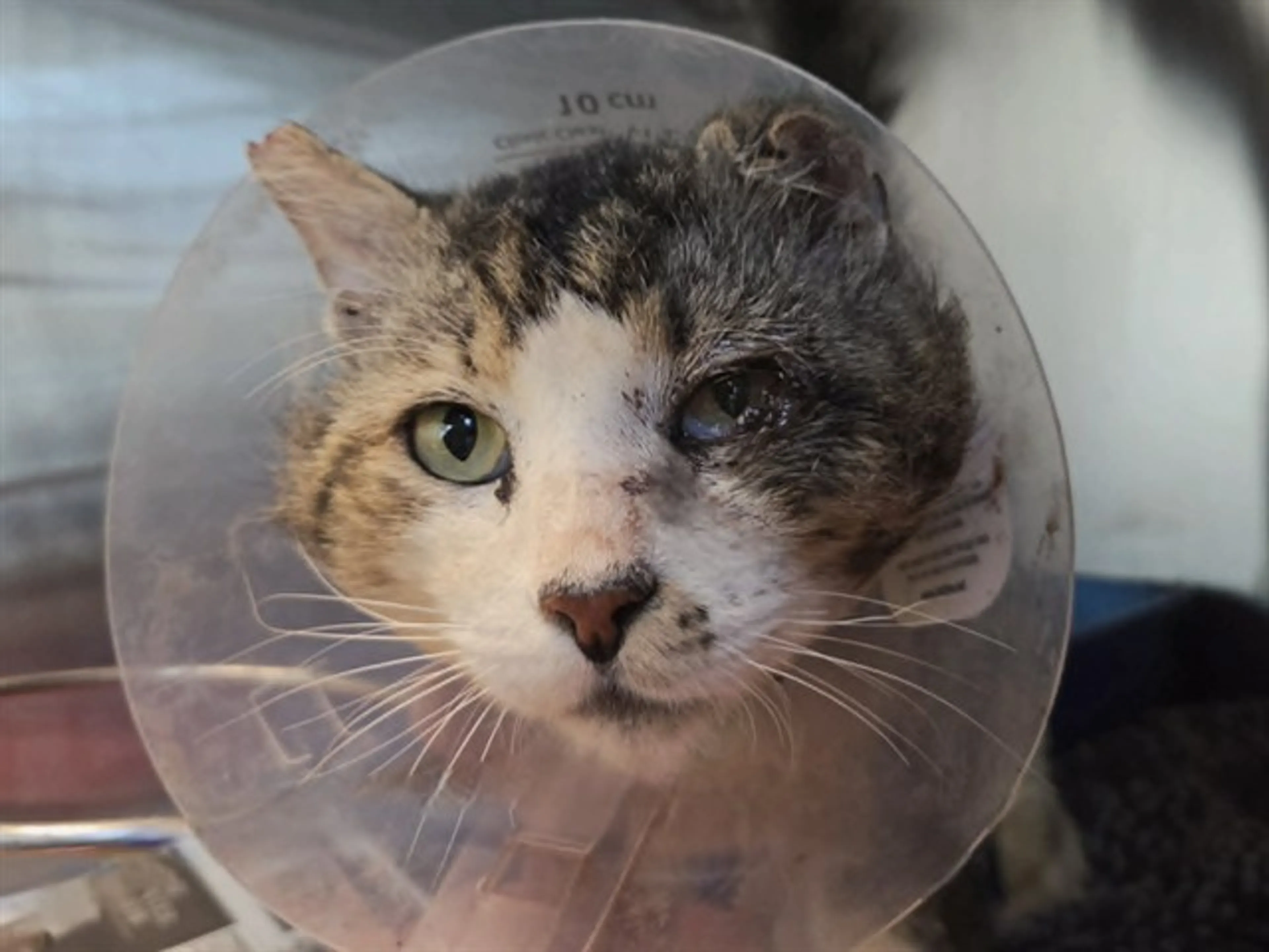 Found pet