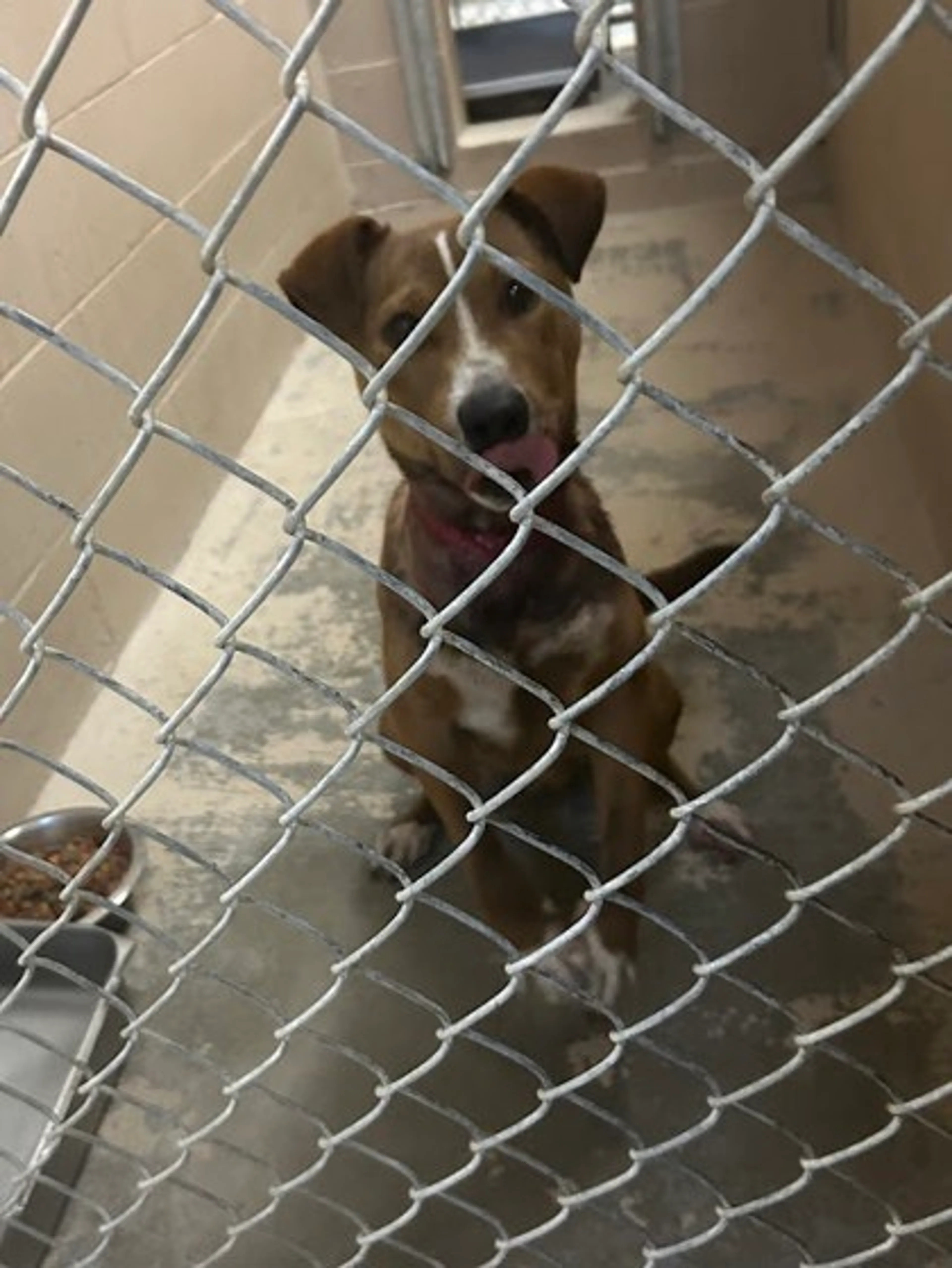 Found pet