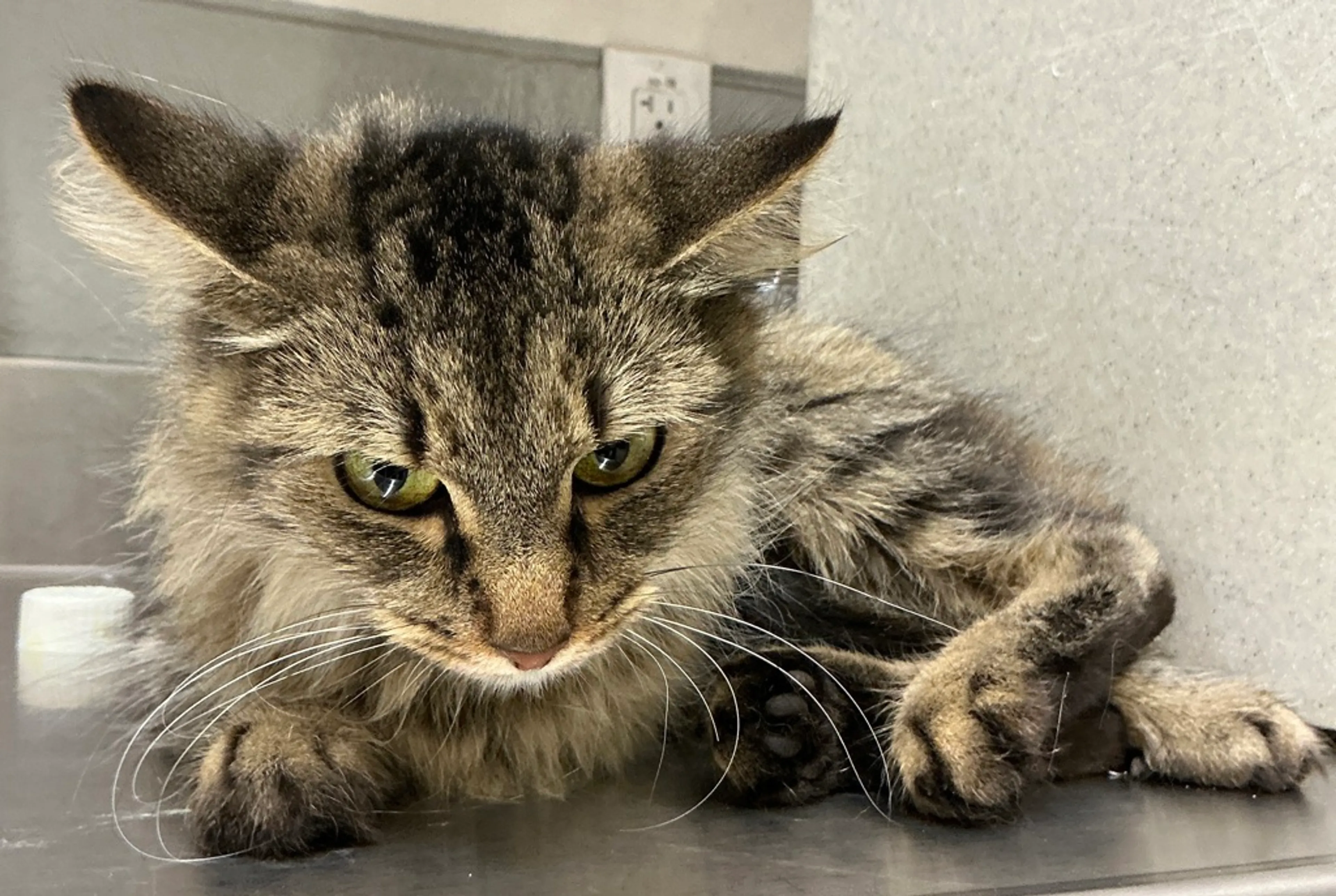 Found pet