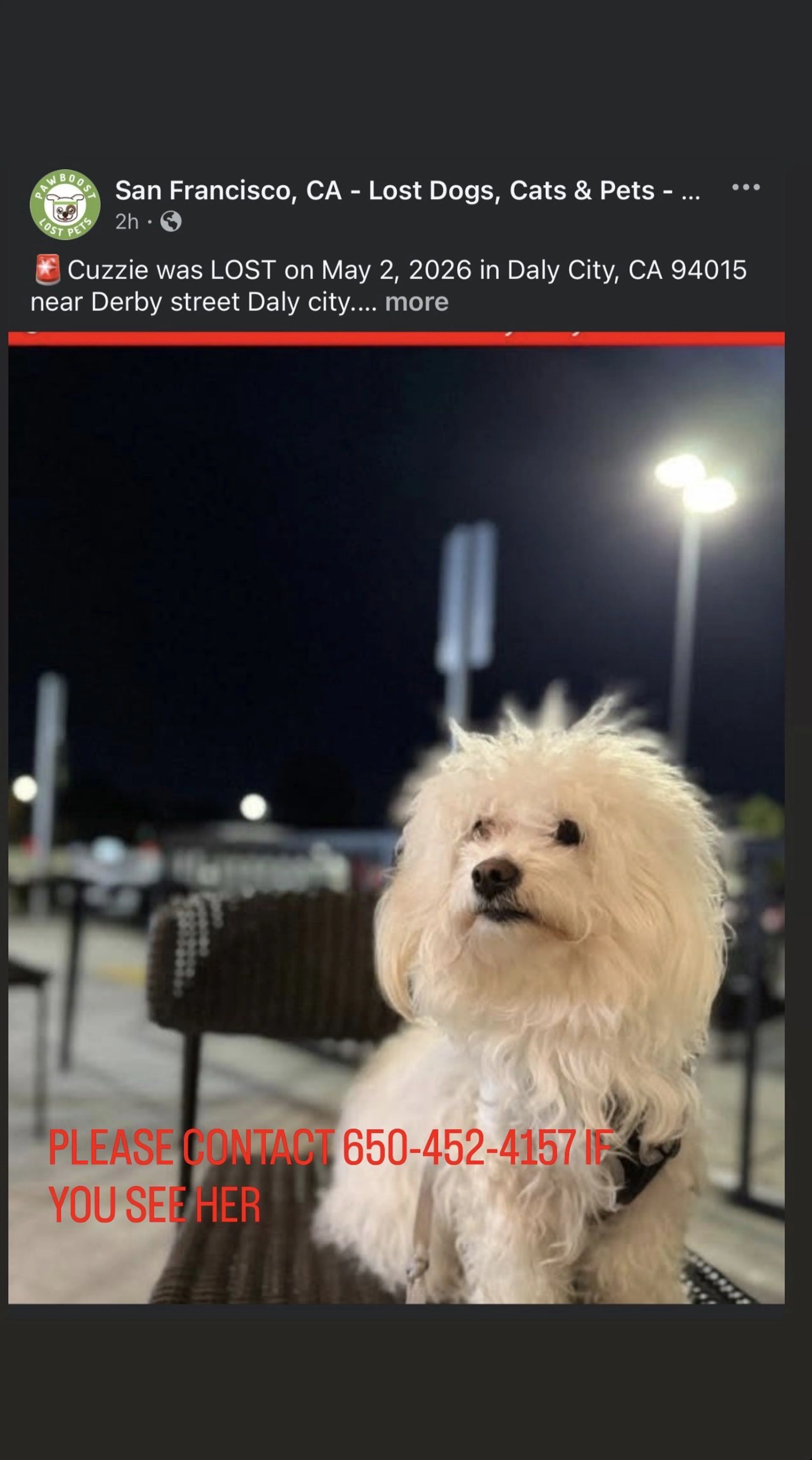 Lost pet