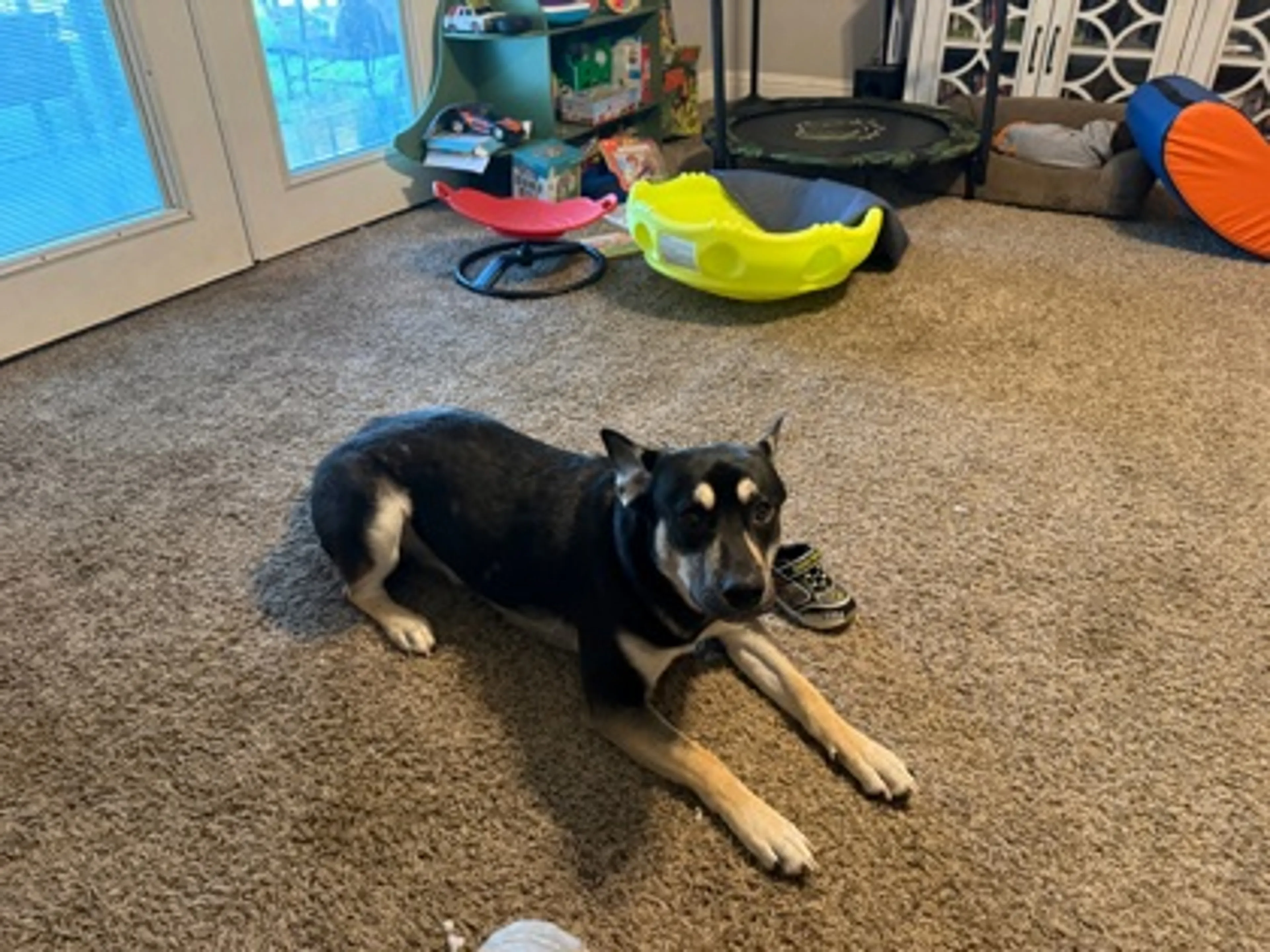 Found pet