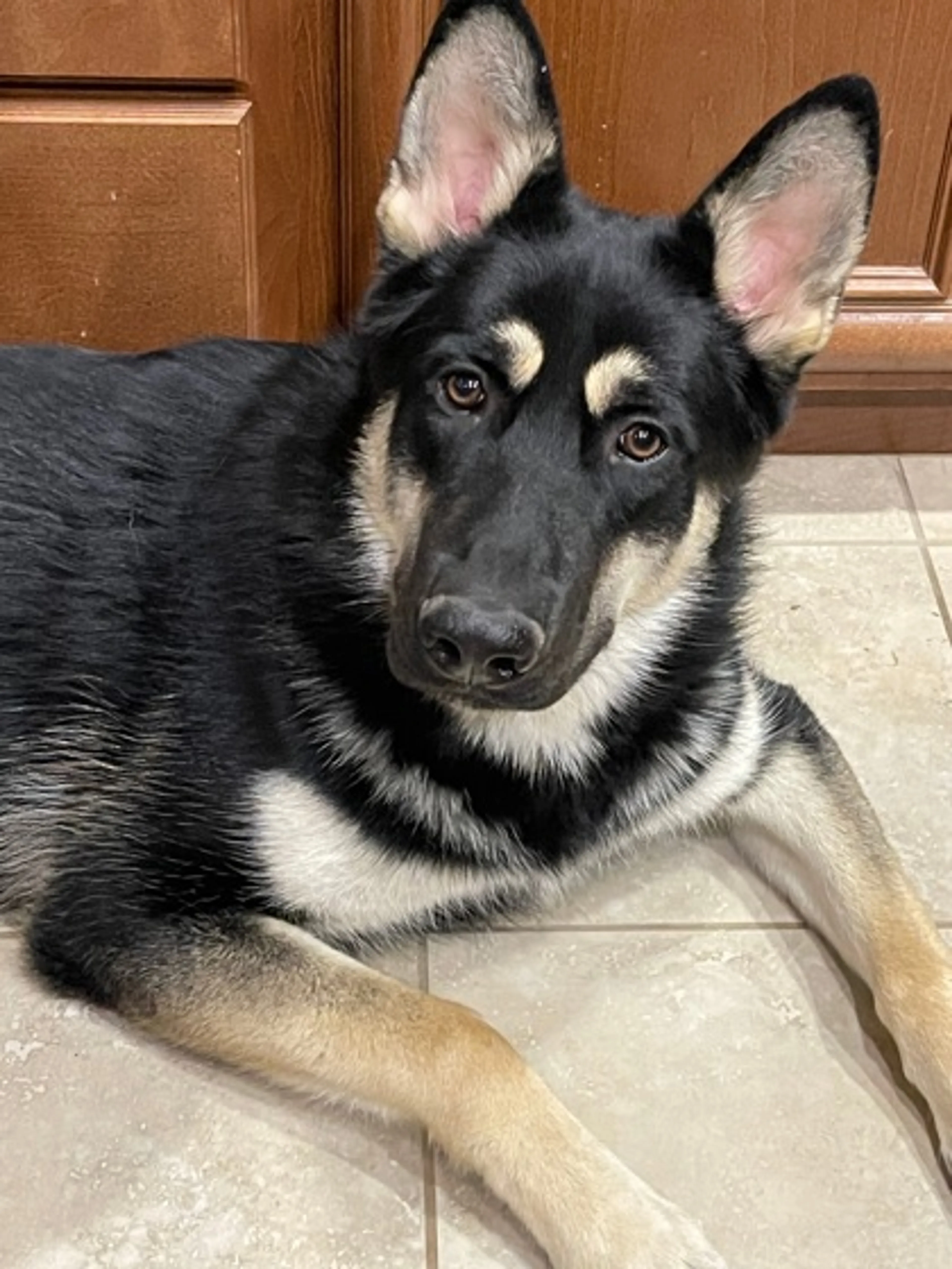Found pet