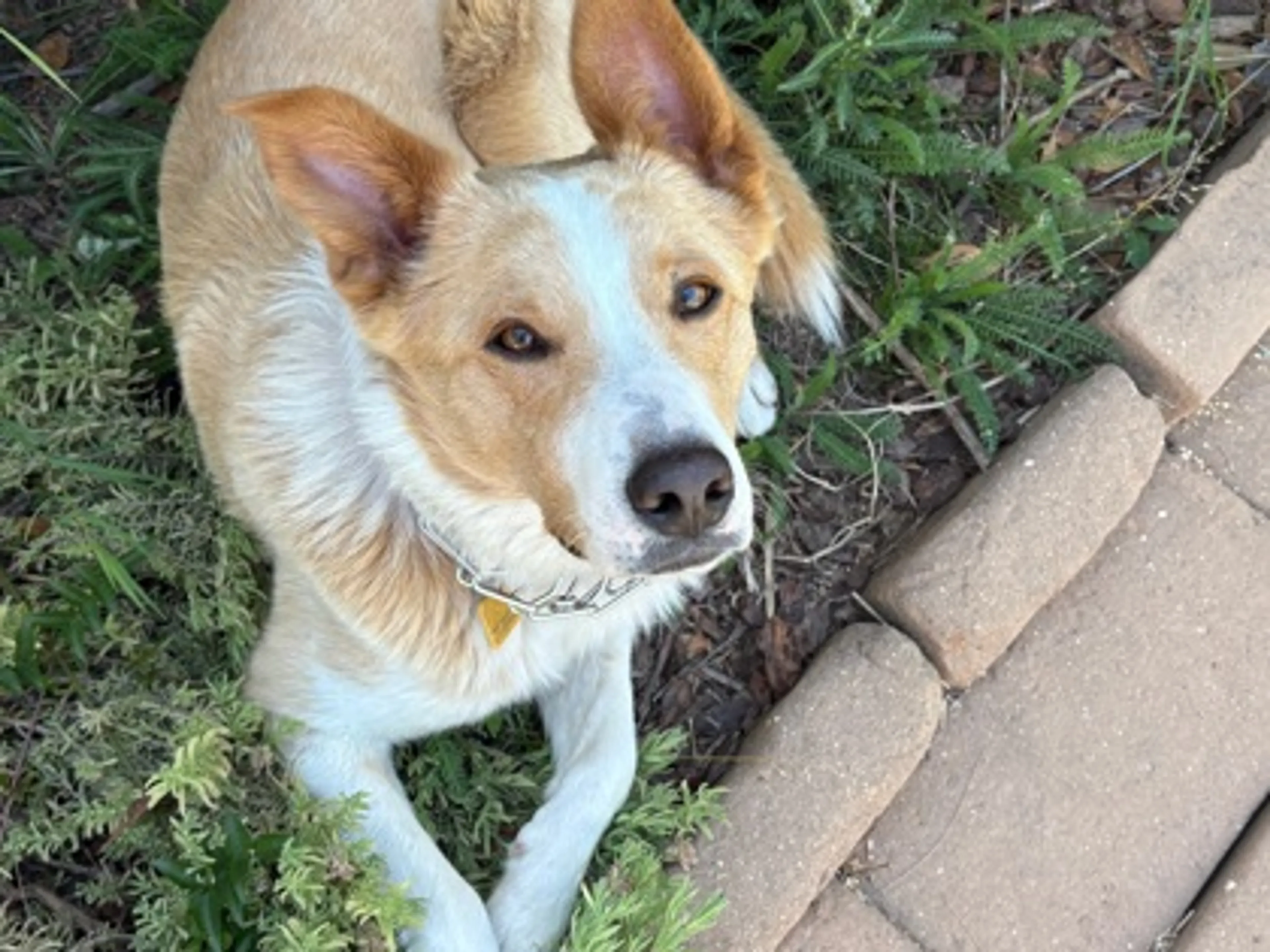 Found pet