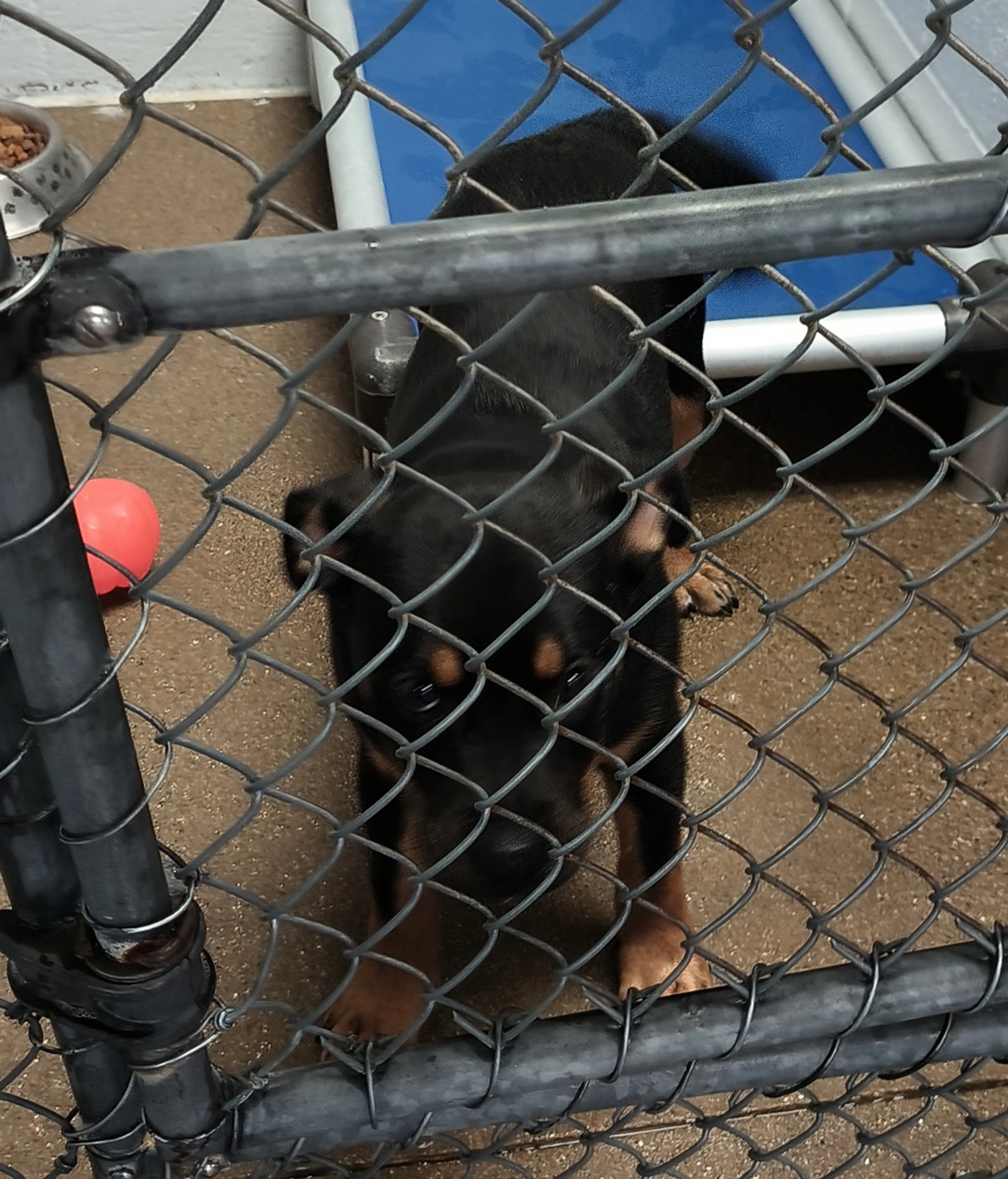 Found pet