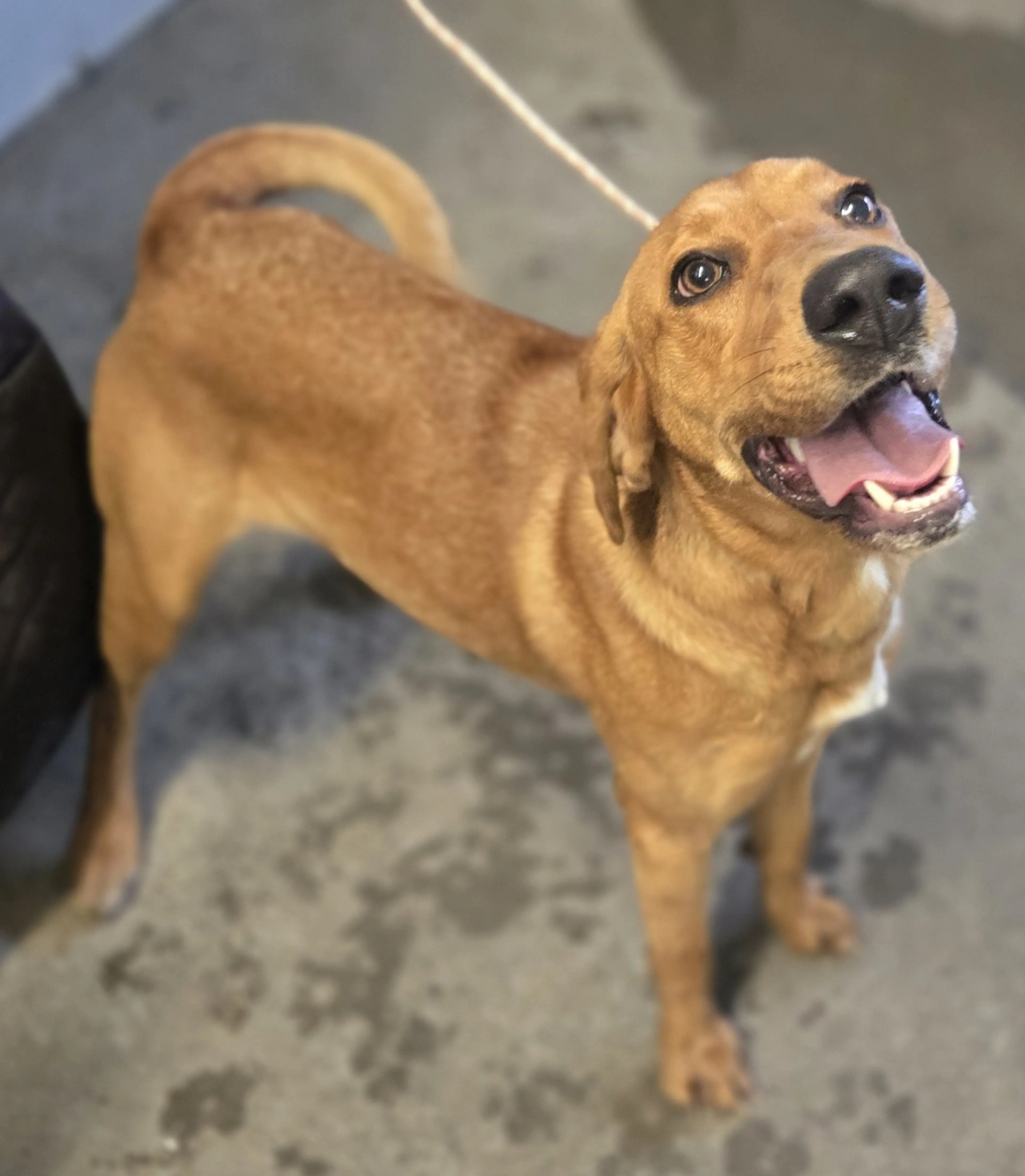Found pet
