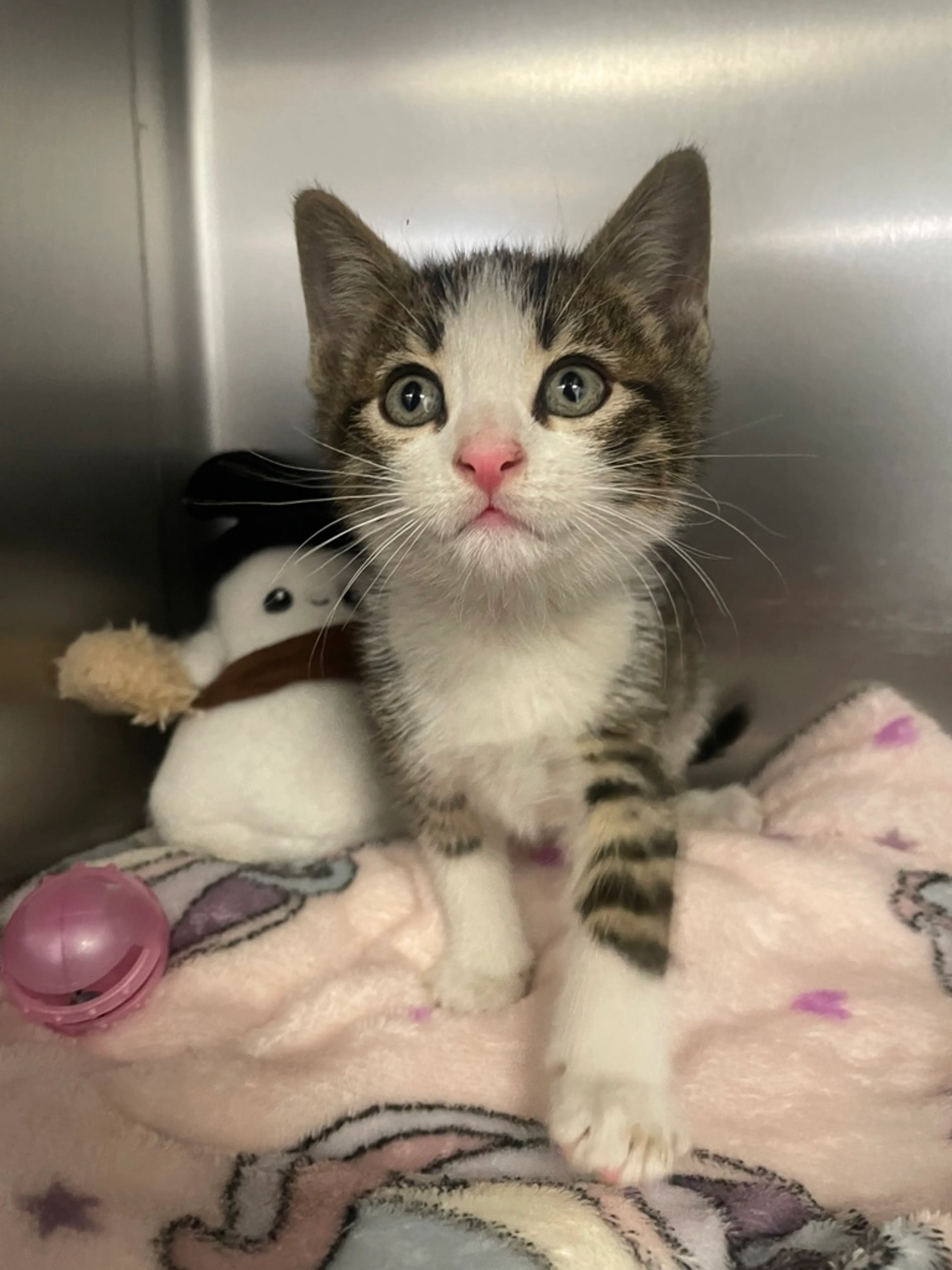 Found pet-1