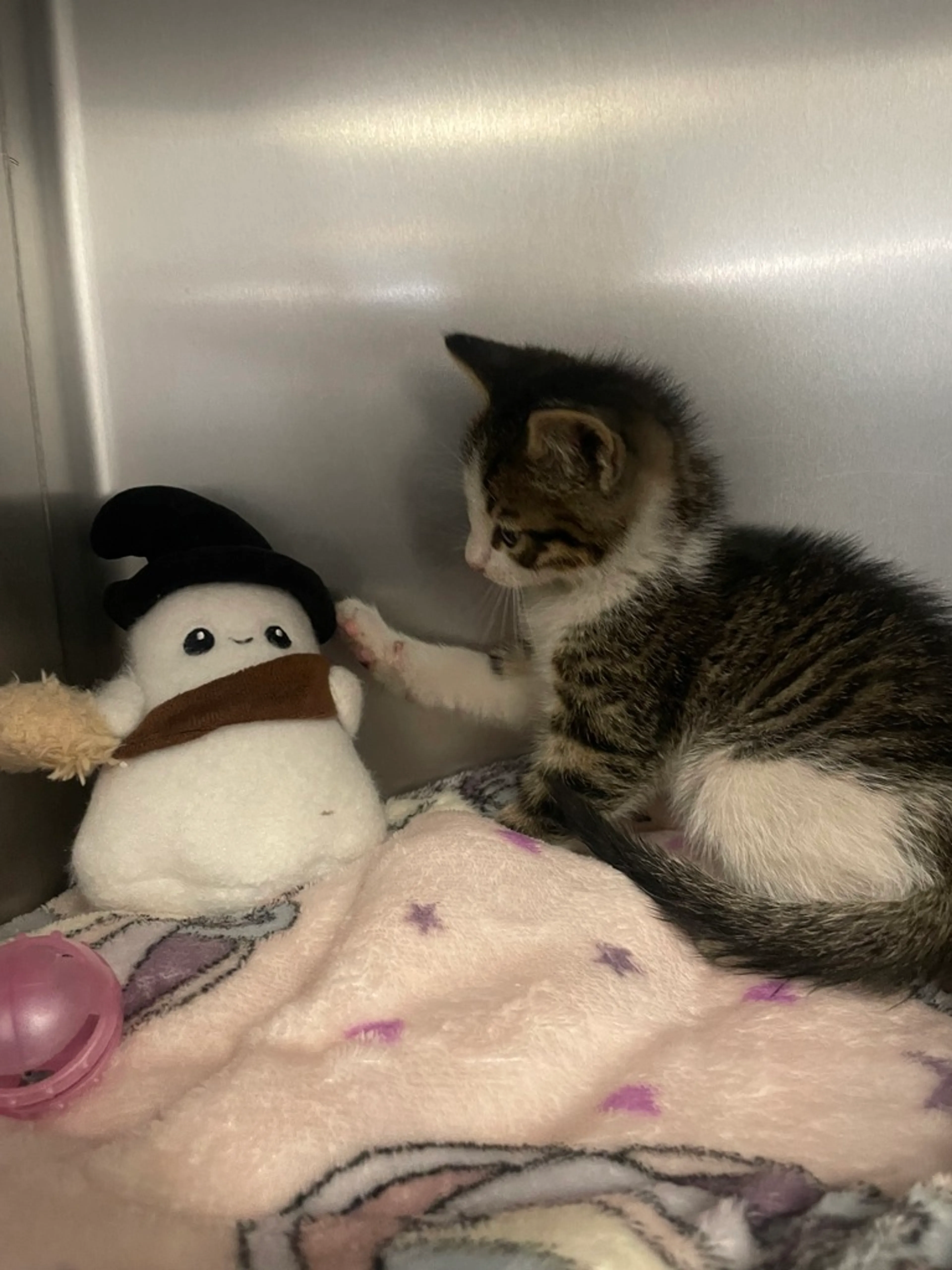 Found pet-2