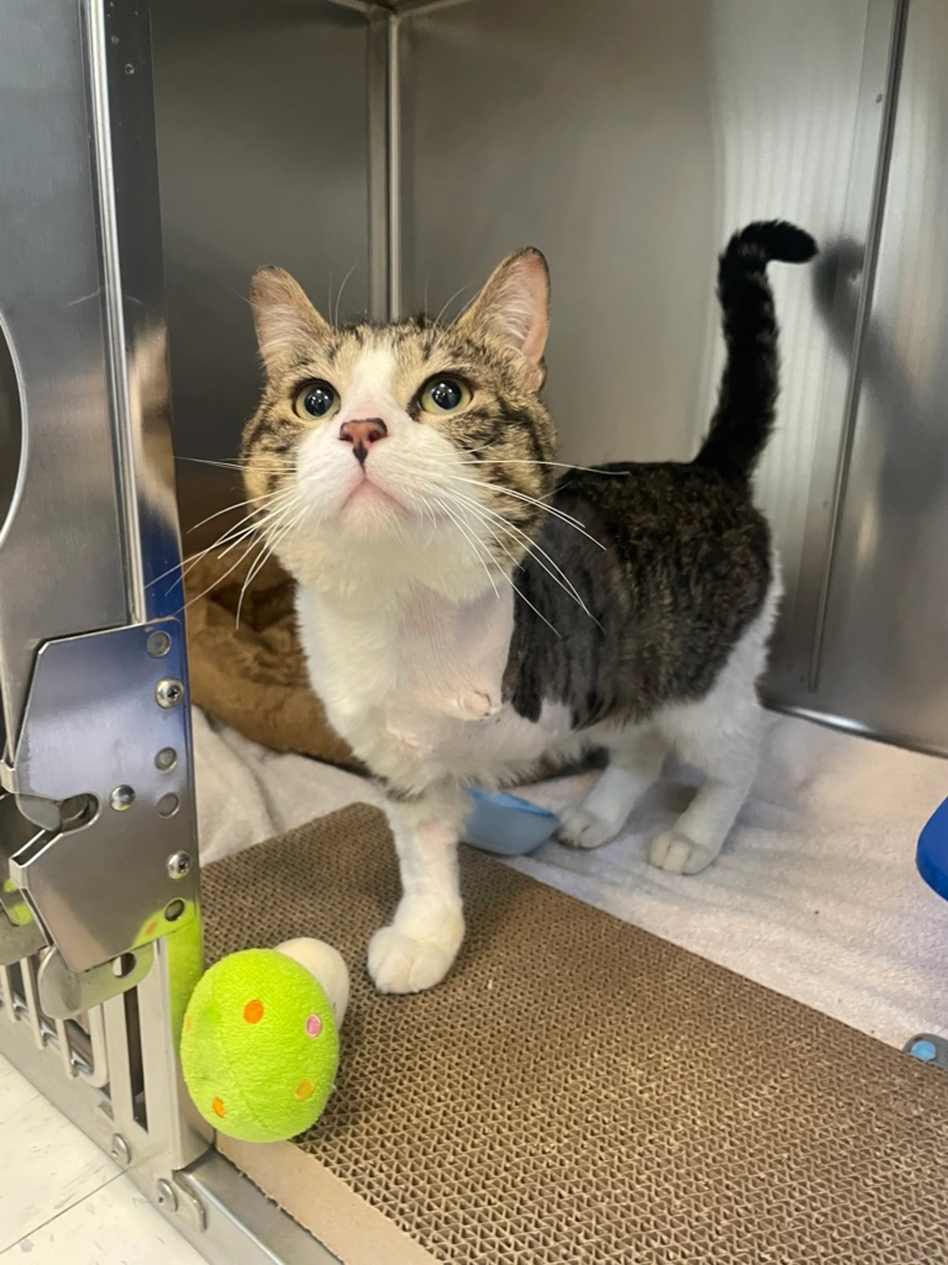 Found pet-2