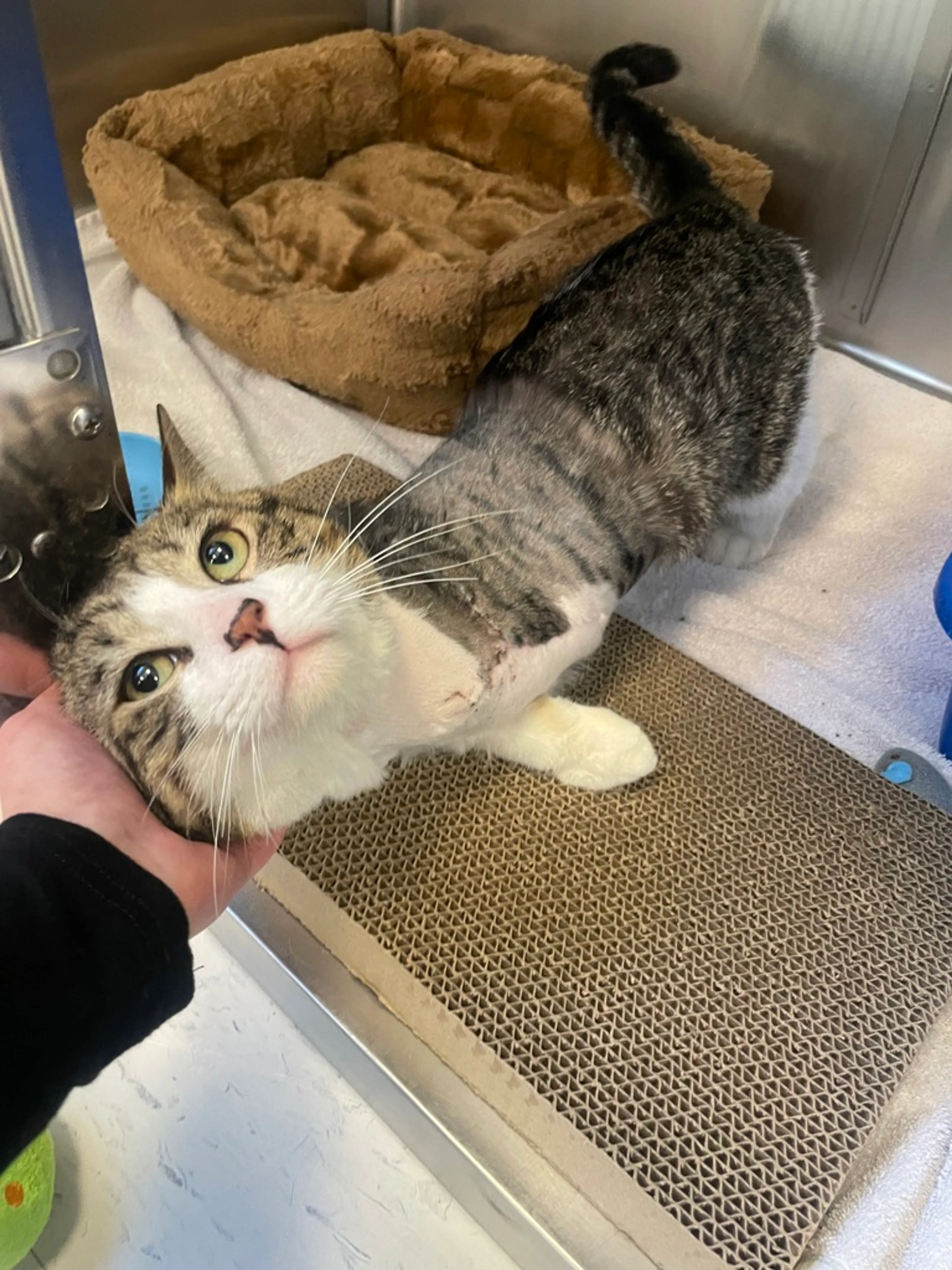 Found pet-0