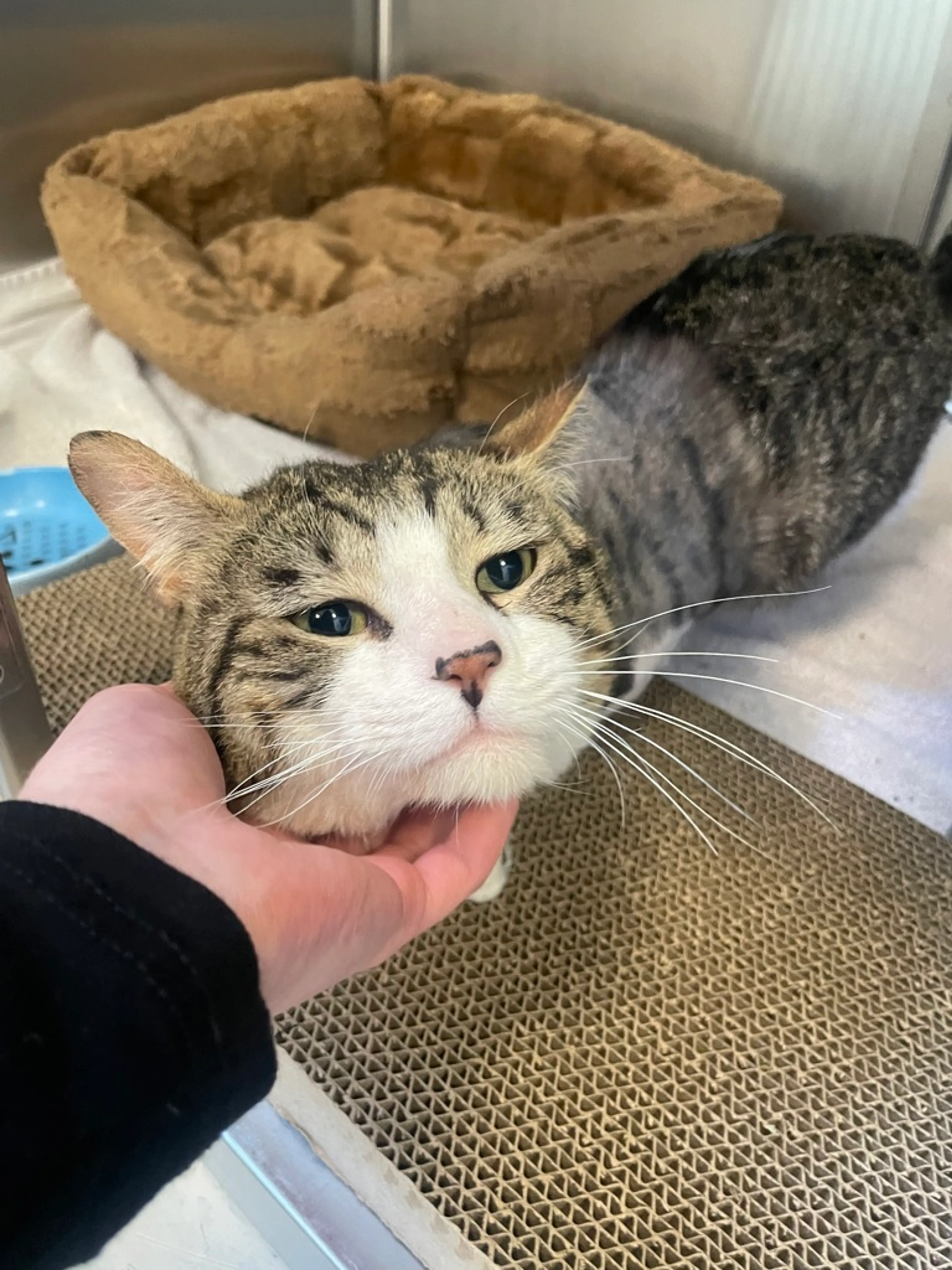 Found pet-3