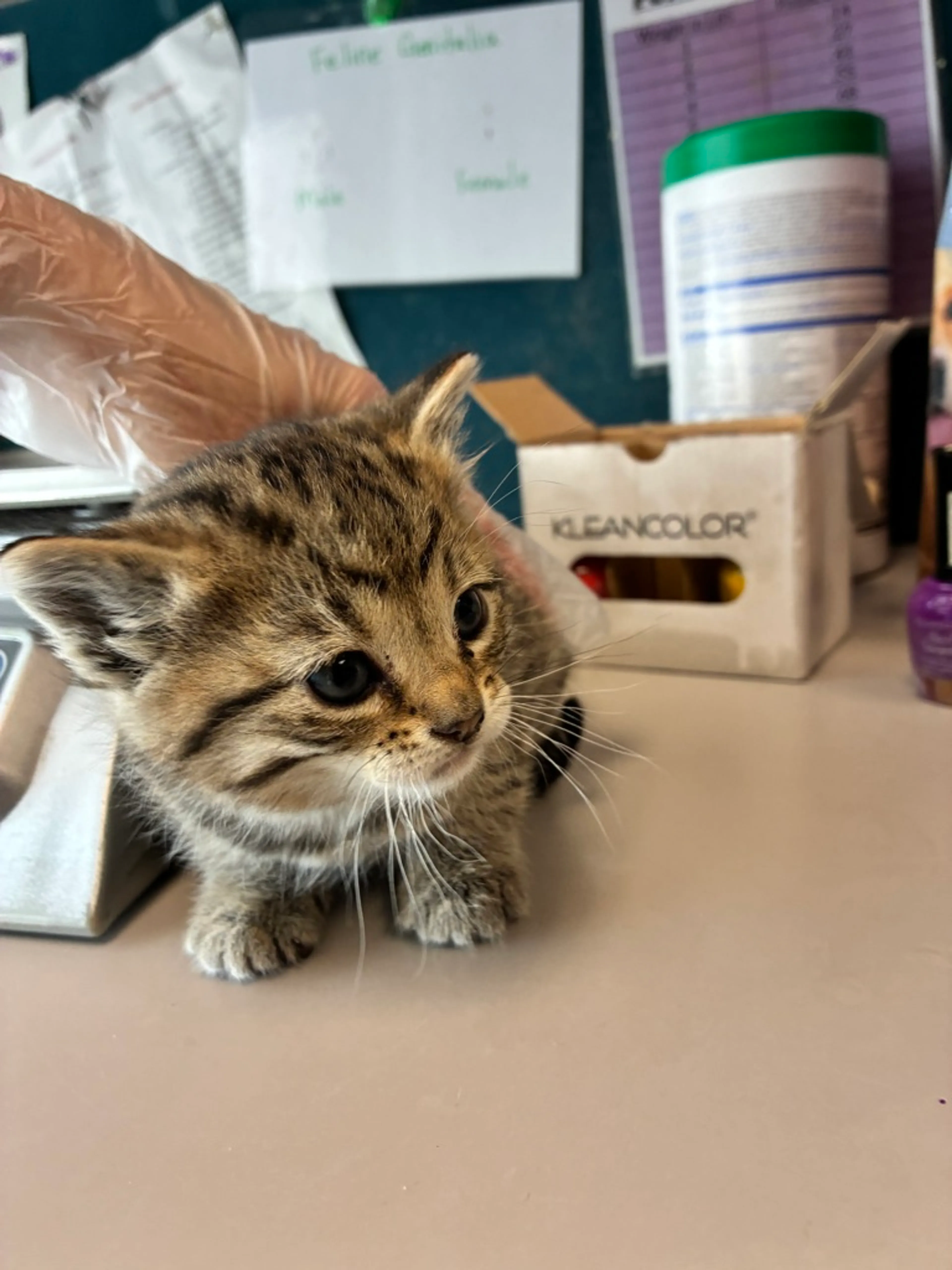 Found pet