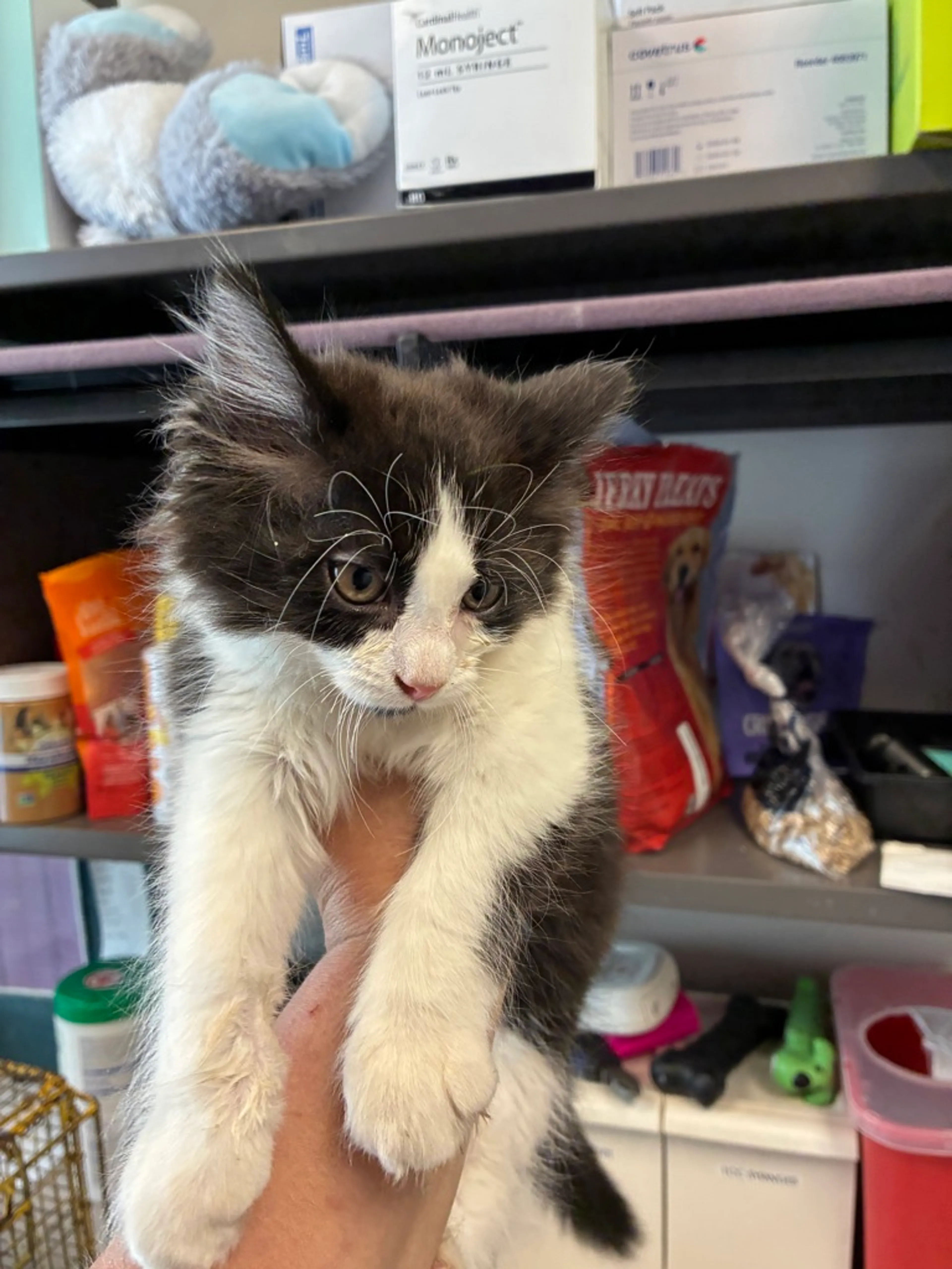Found pet