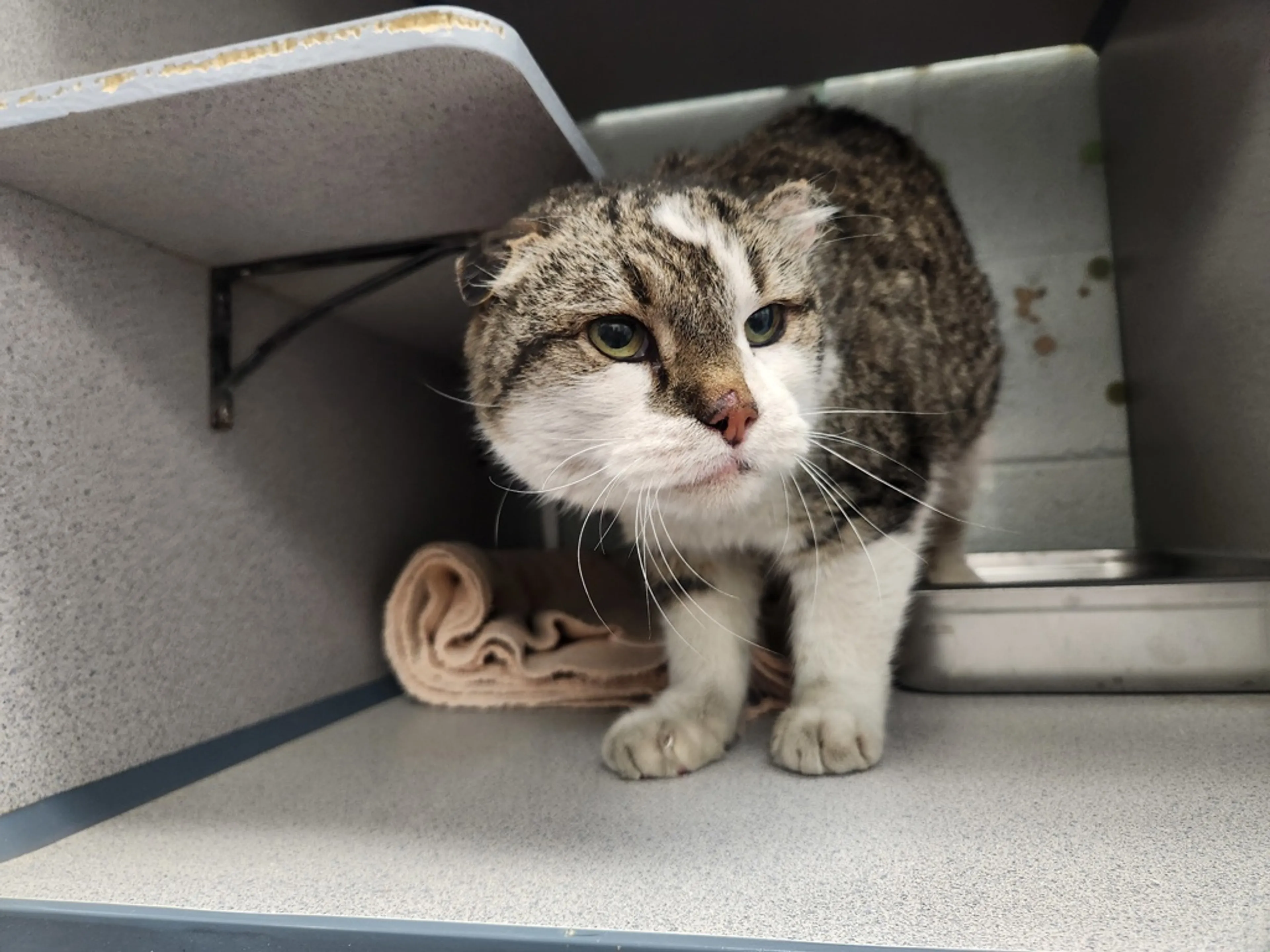 Found pet