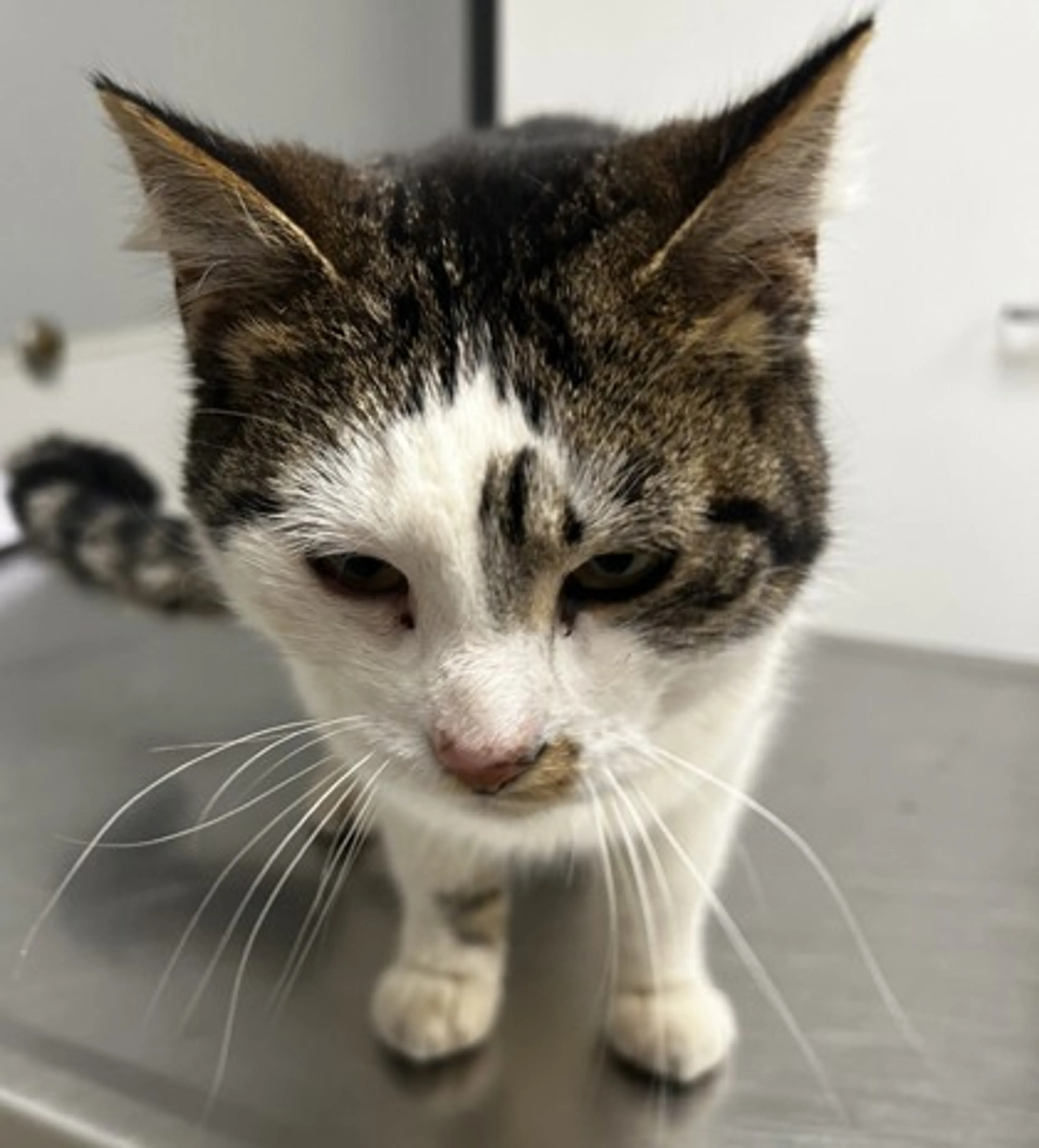 Found pet-2