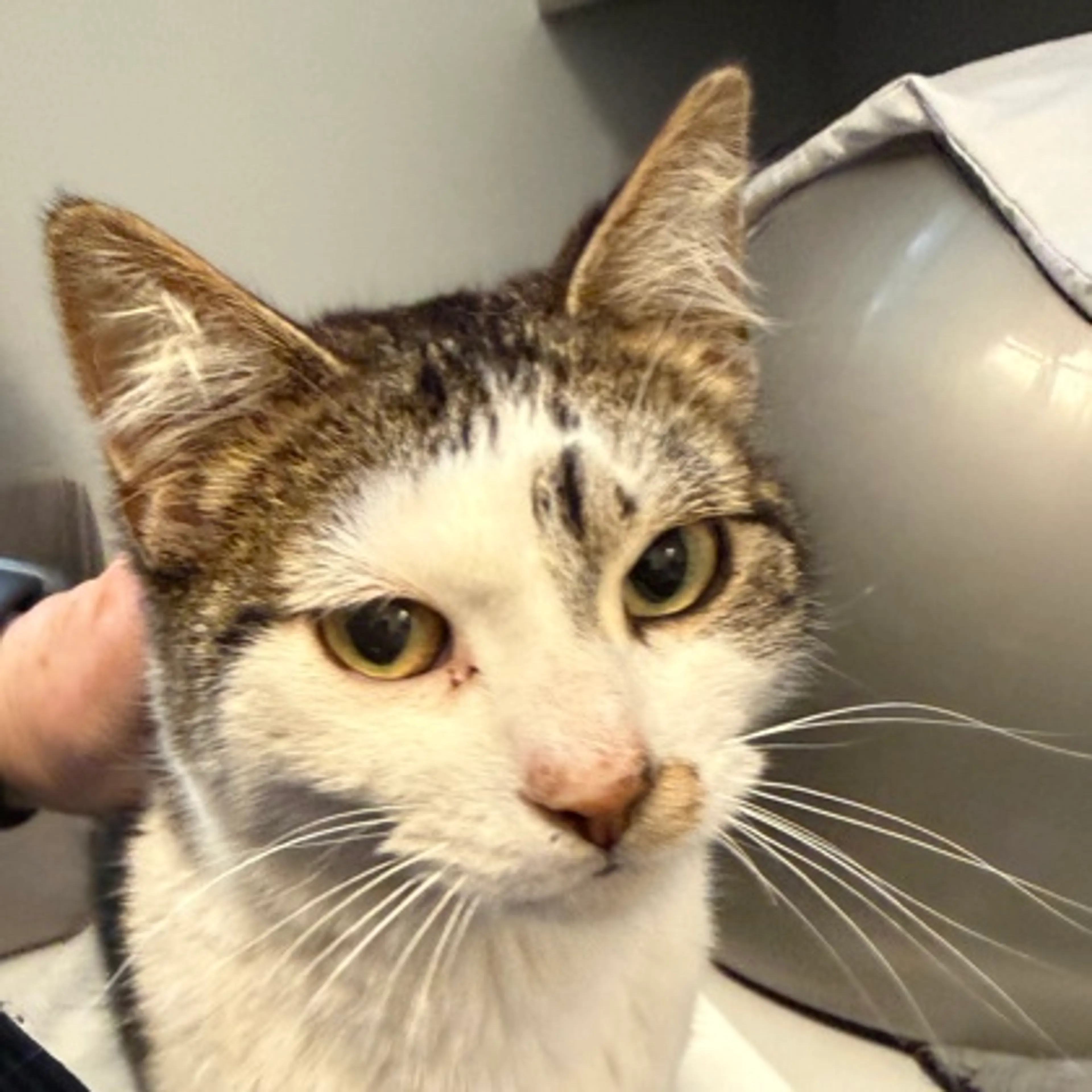 Found pet-1