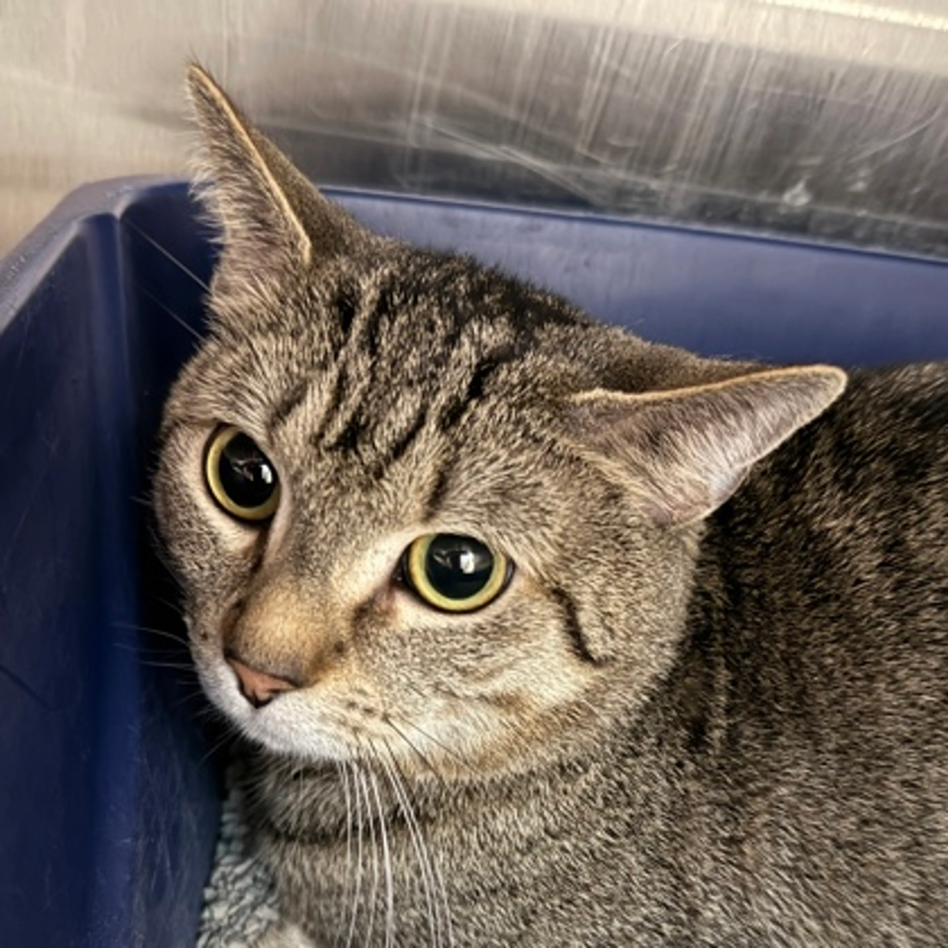 Found pet-1