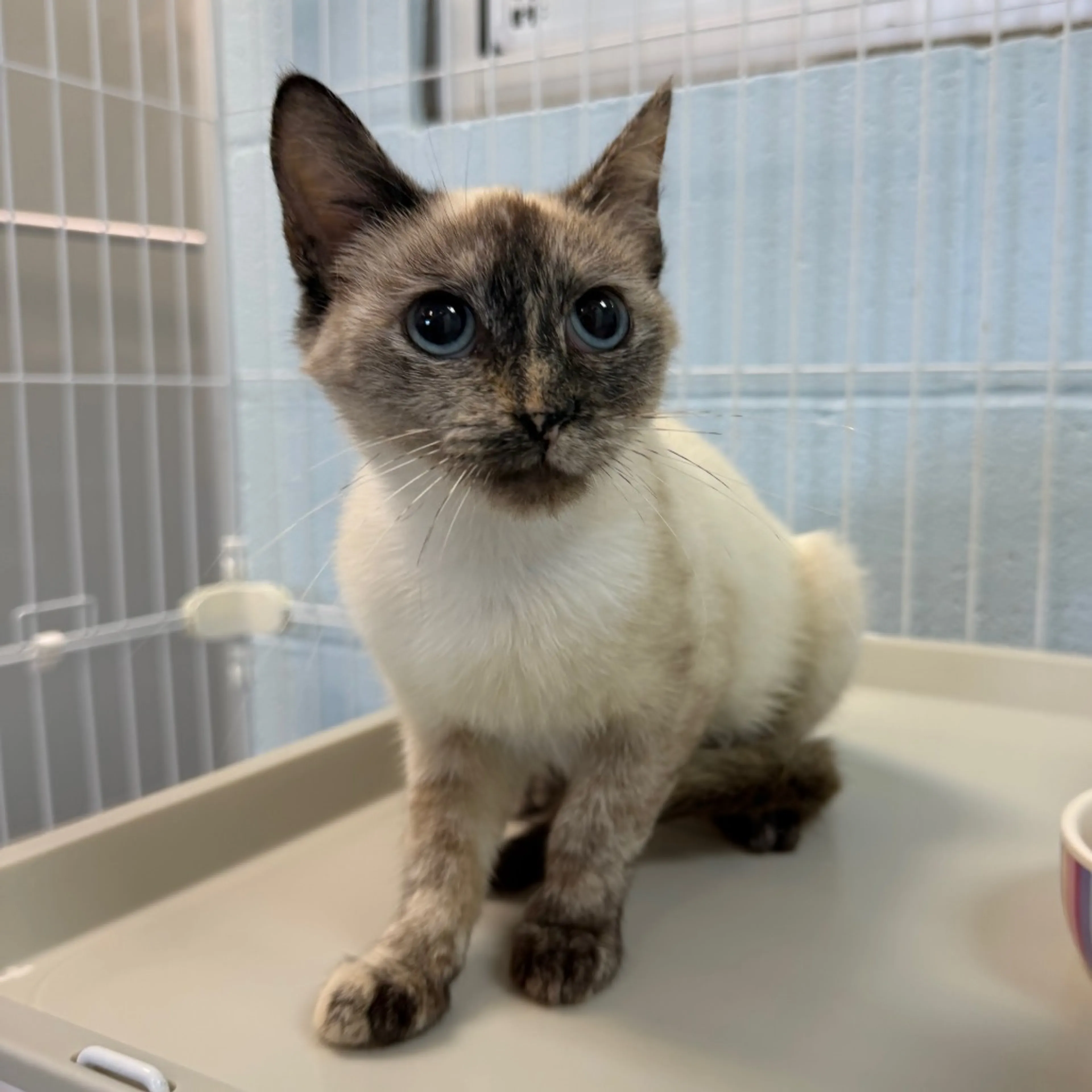 Found pet-1