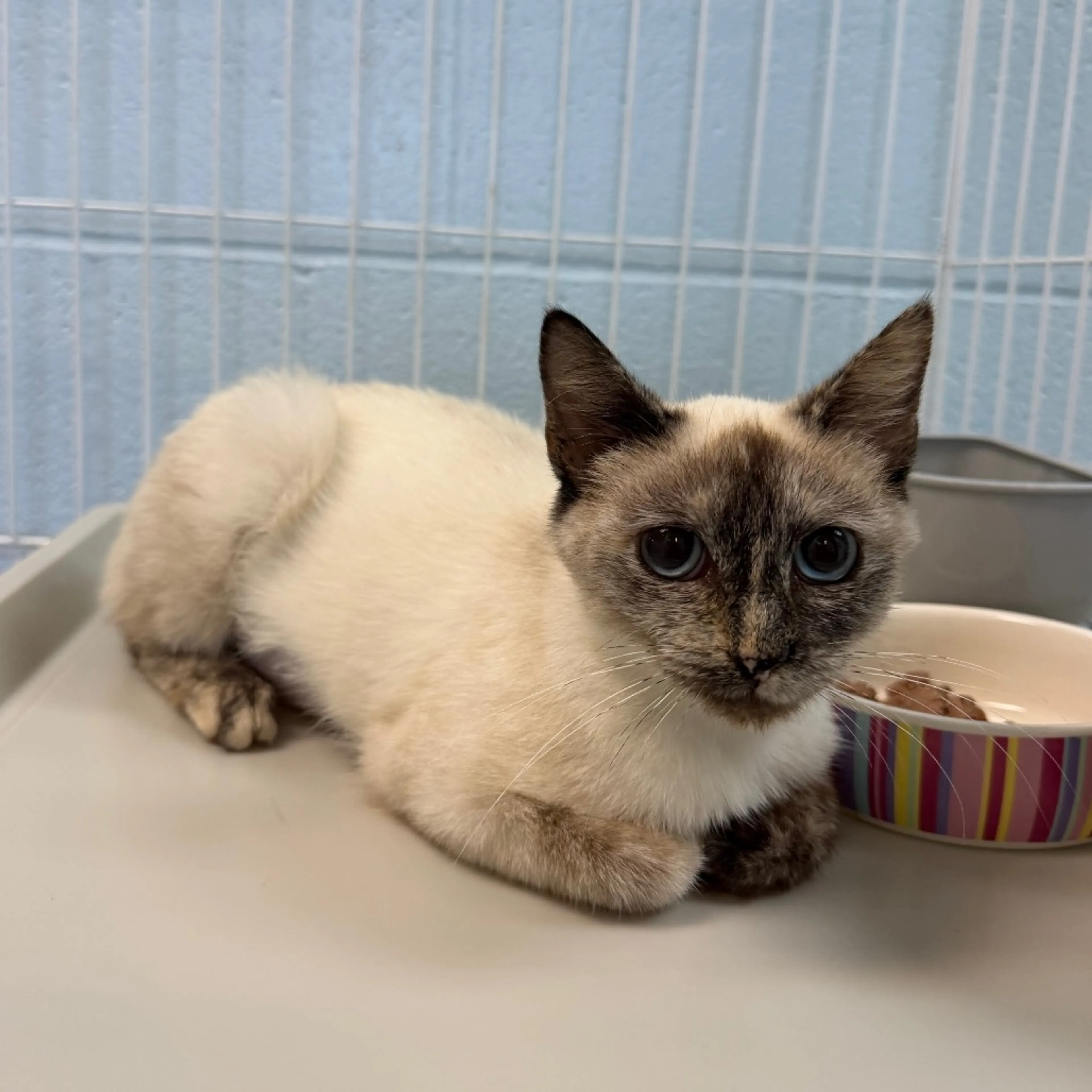 Found pet-2