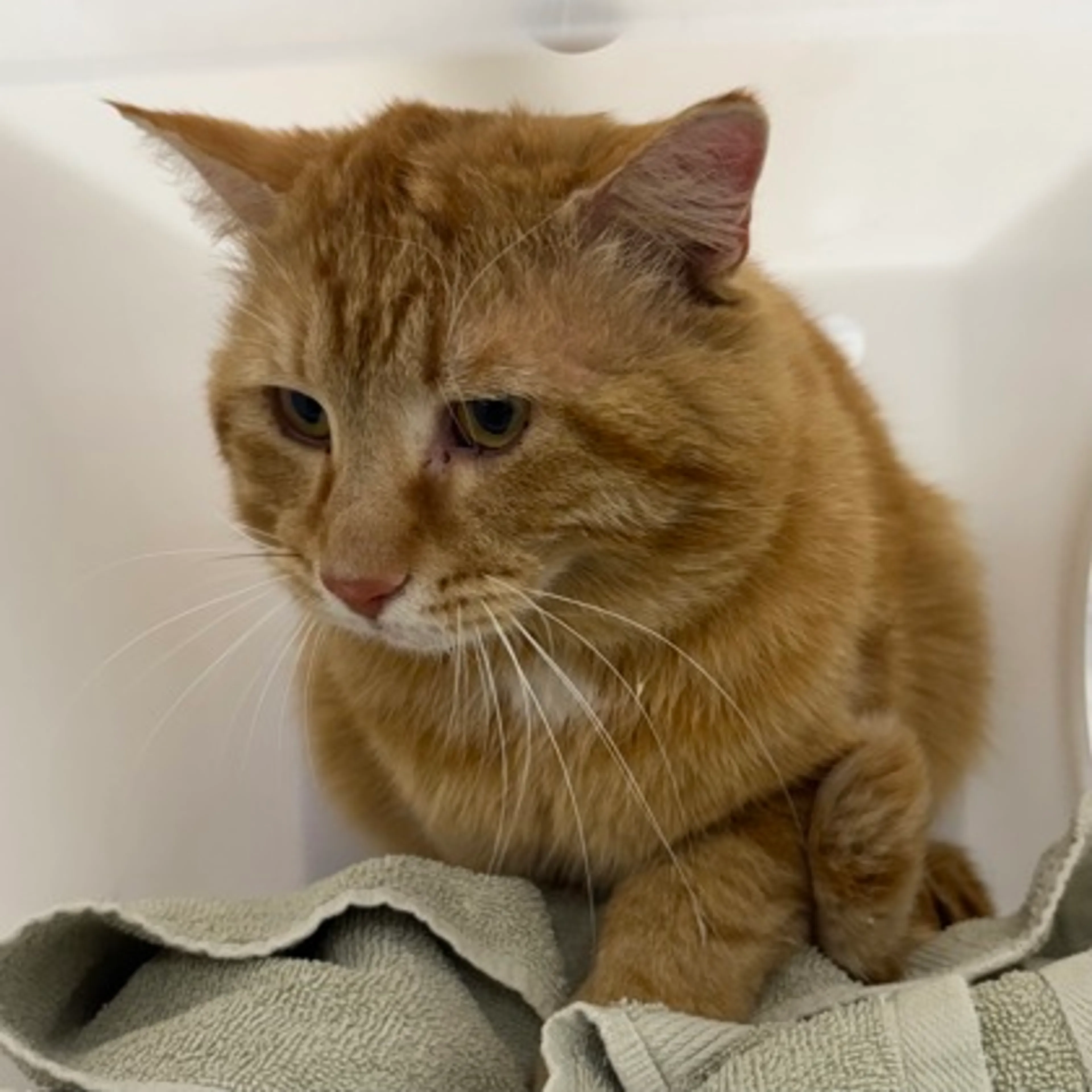 Found pet
