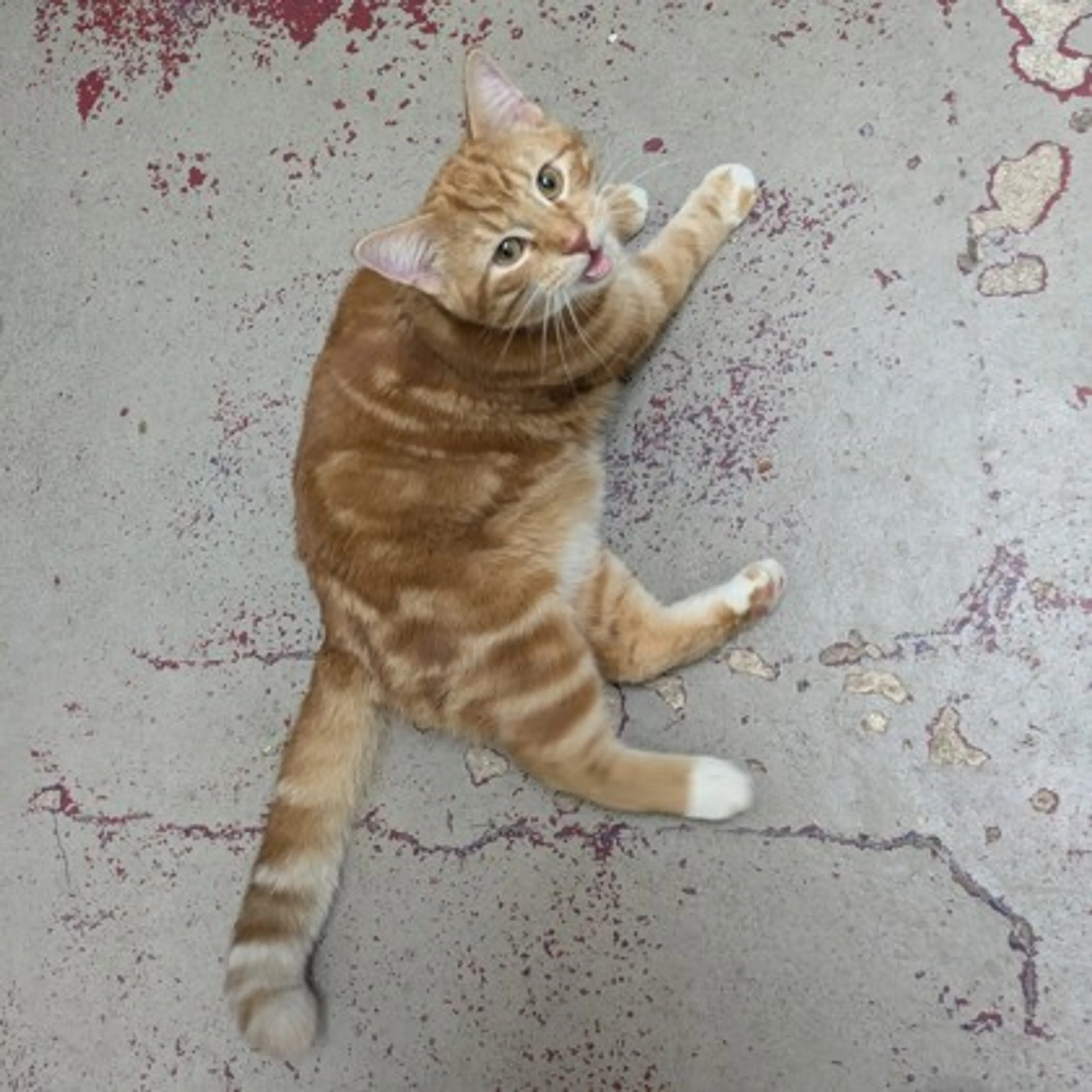 Found pet
