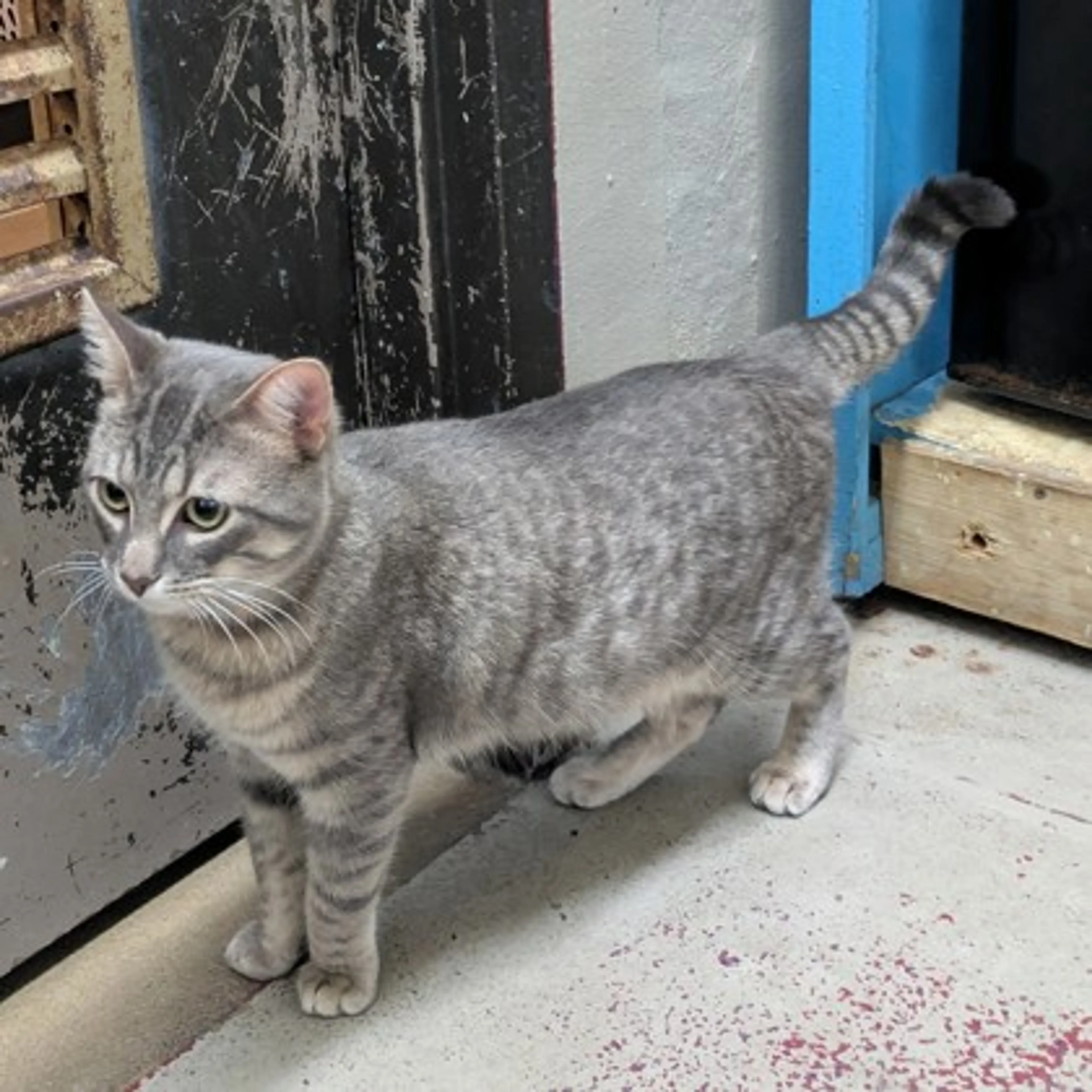 Found pet