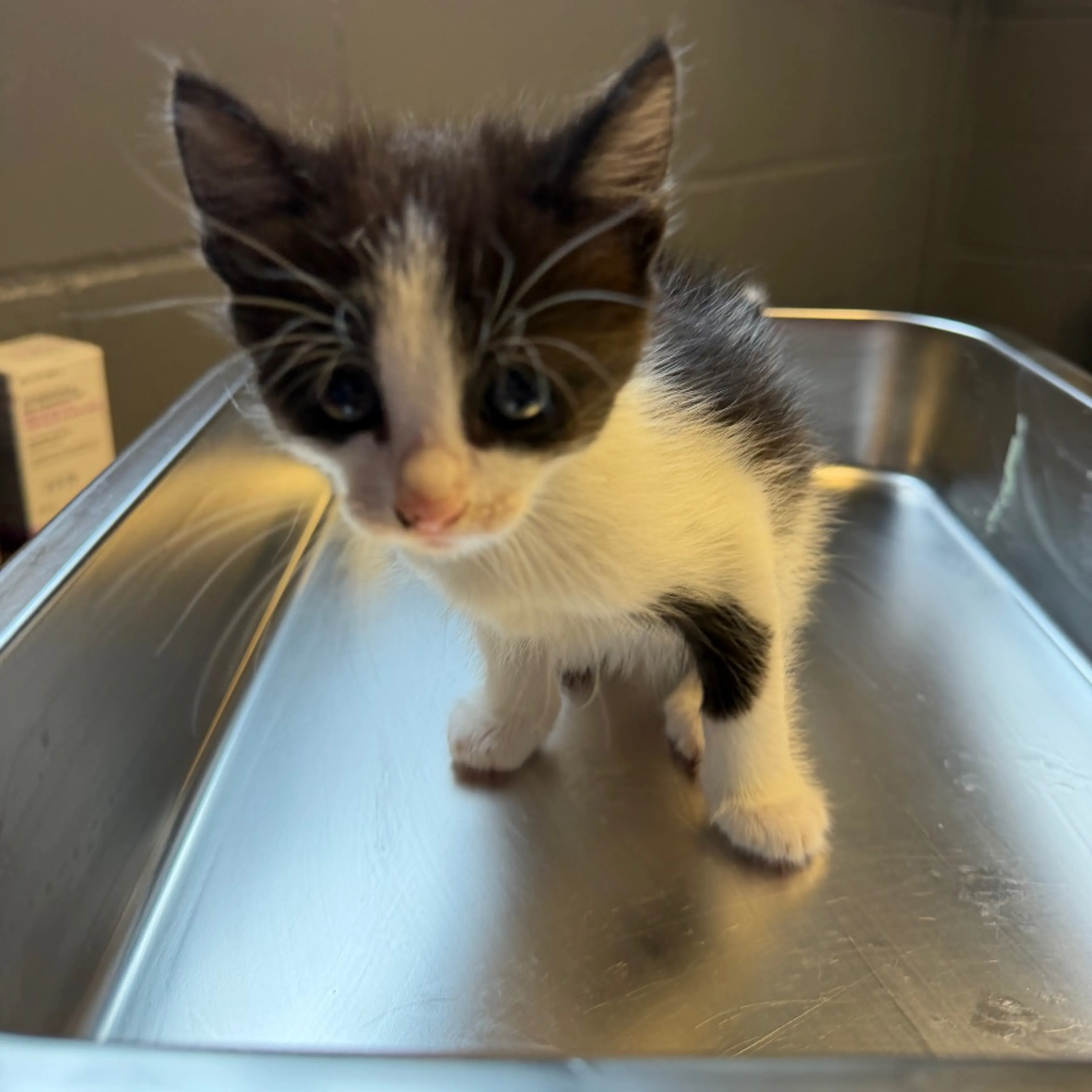 Found pet-1