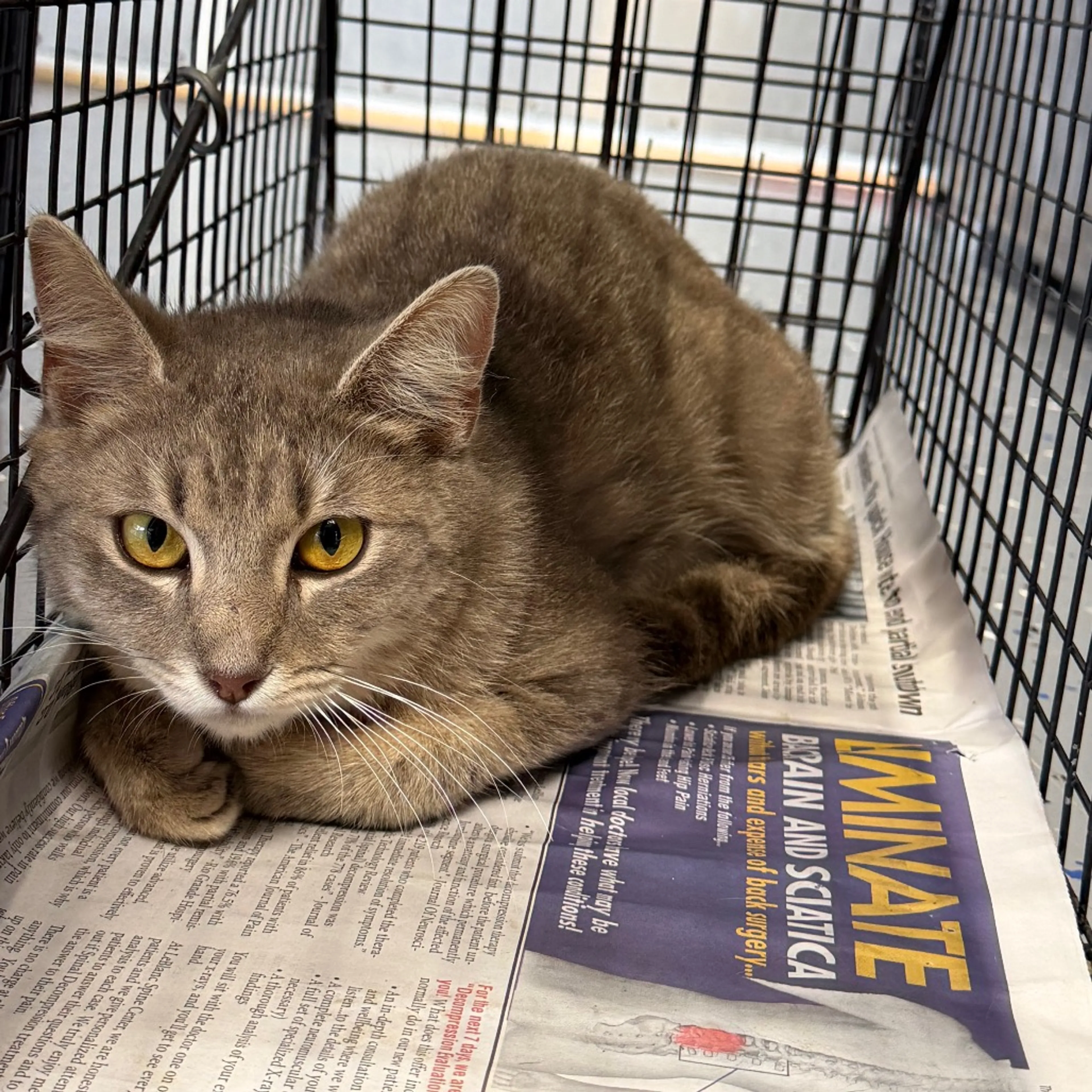 Found pet