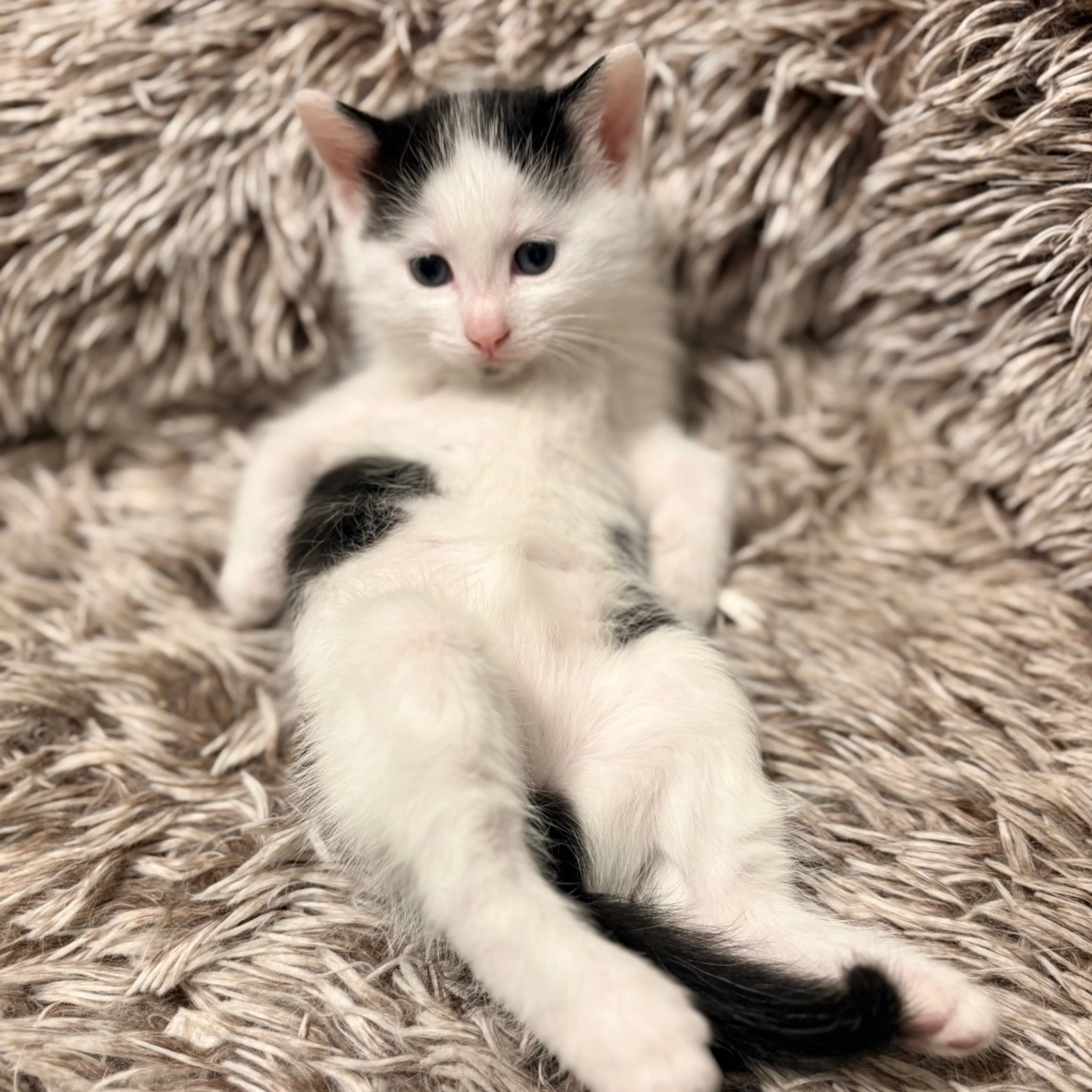 Found pet-0