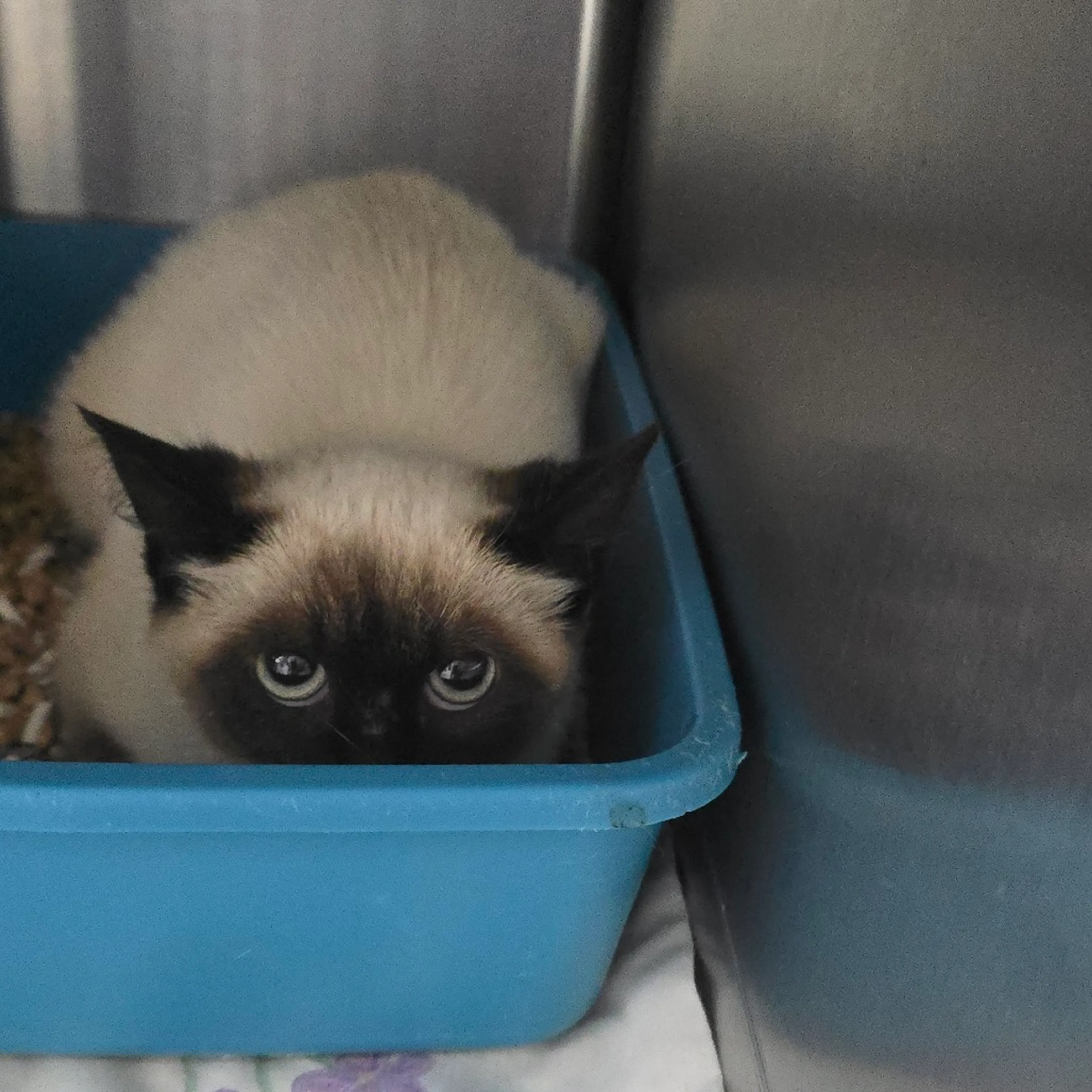 Found pet