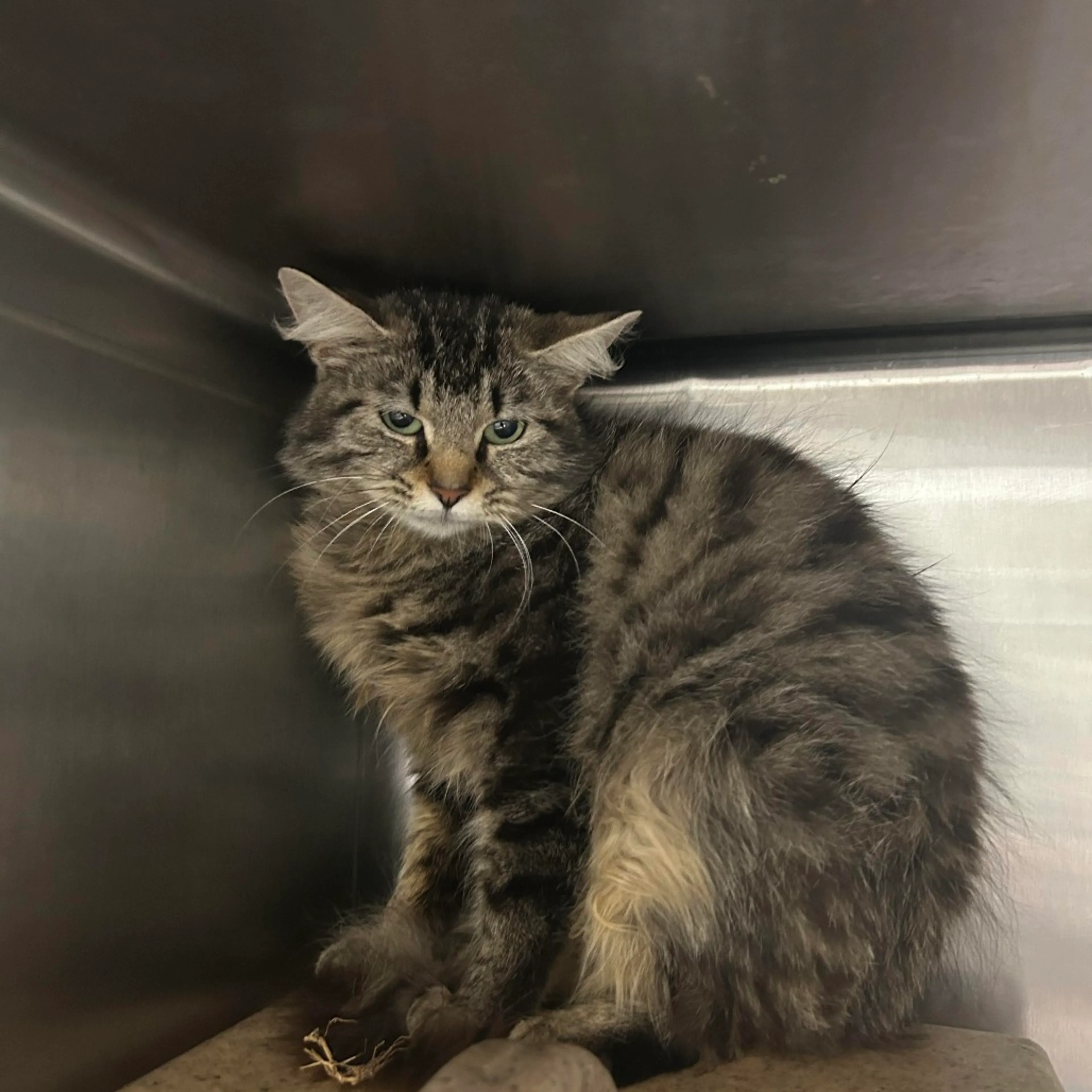 Found pet