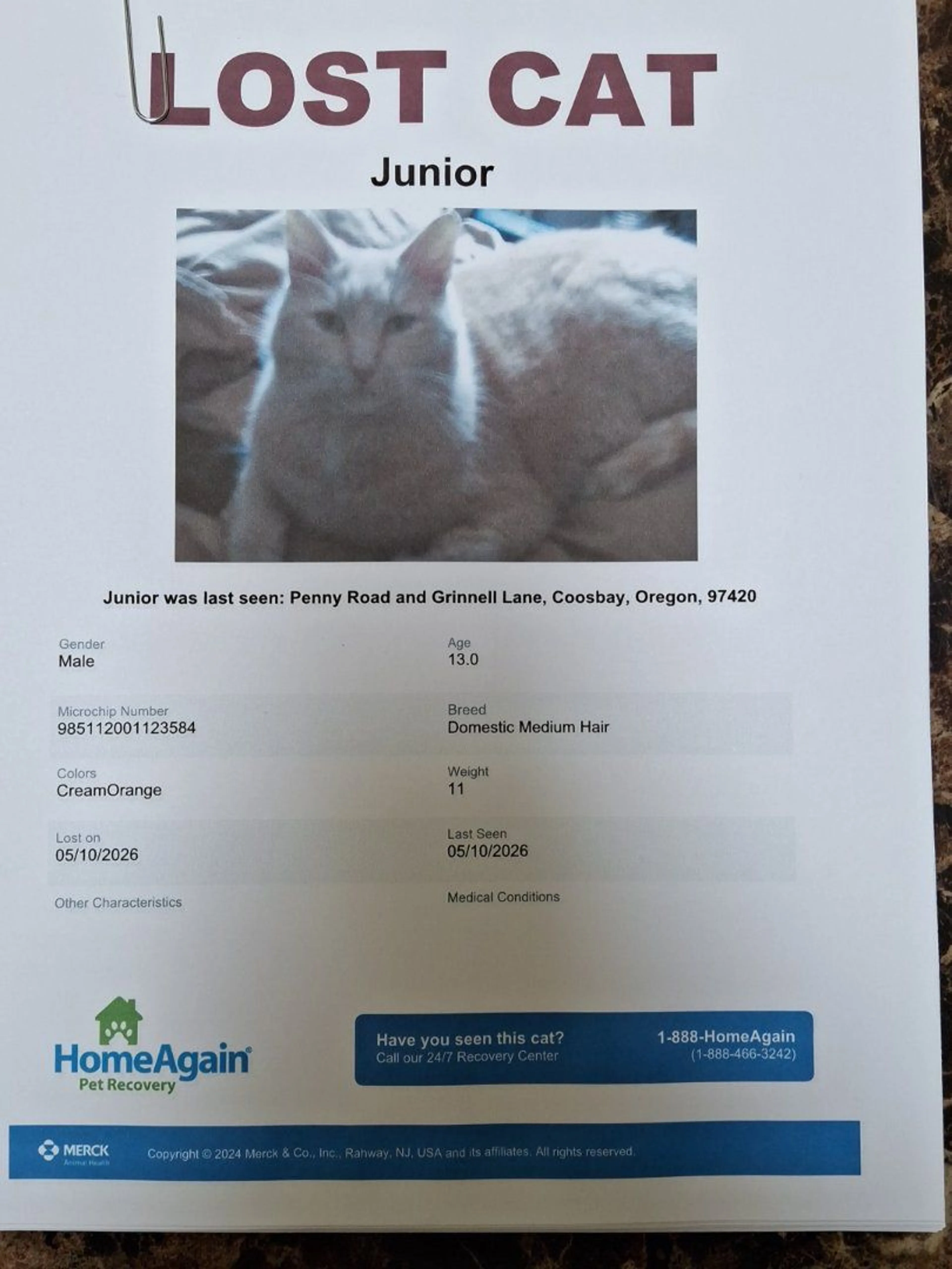 Lost pet