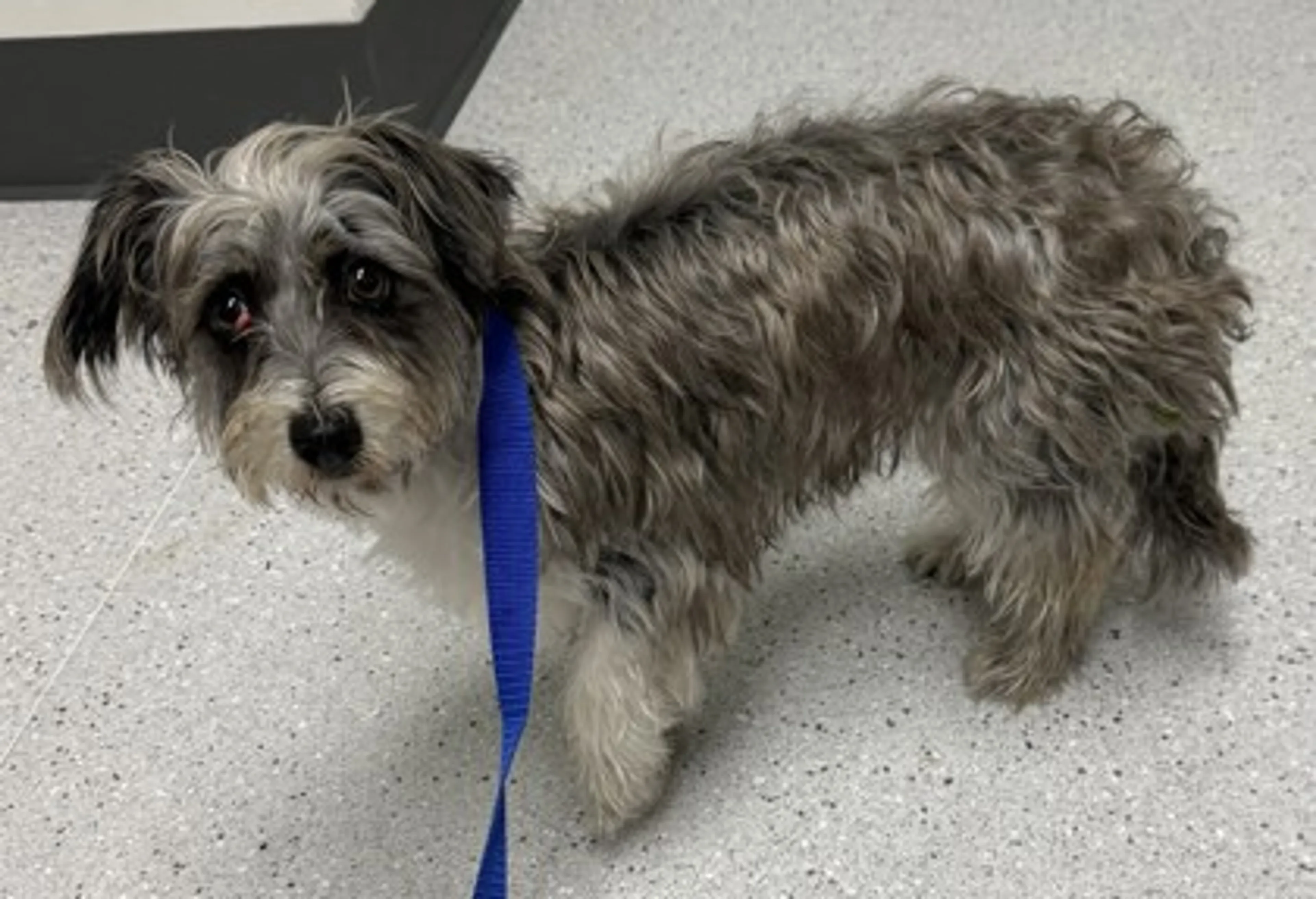 Found pet-2