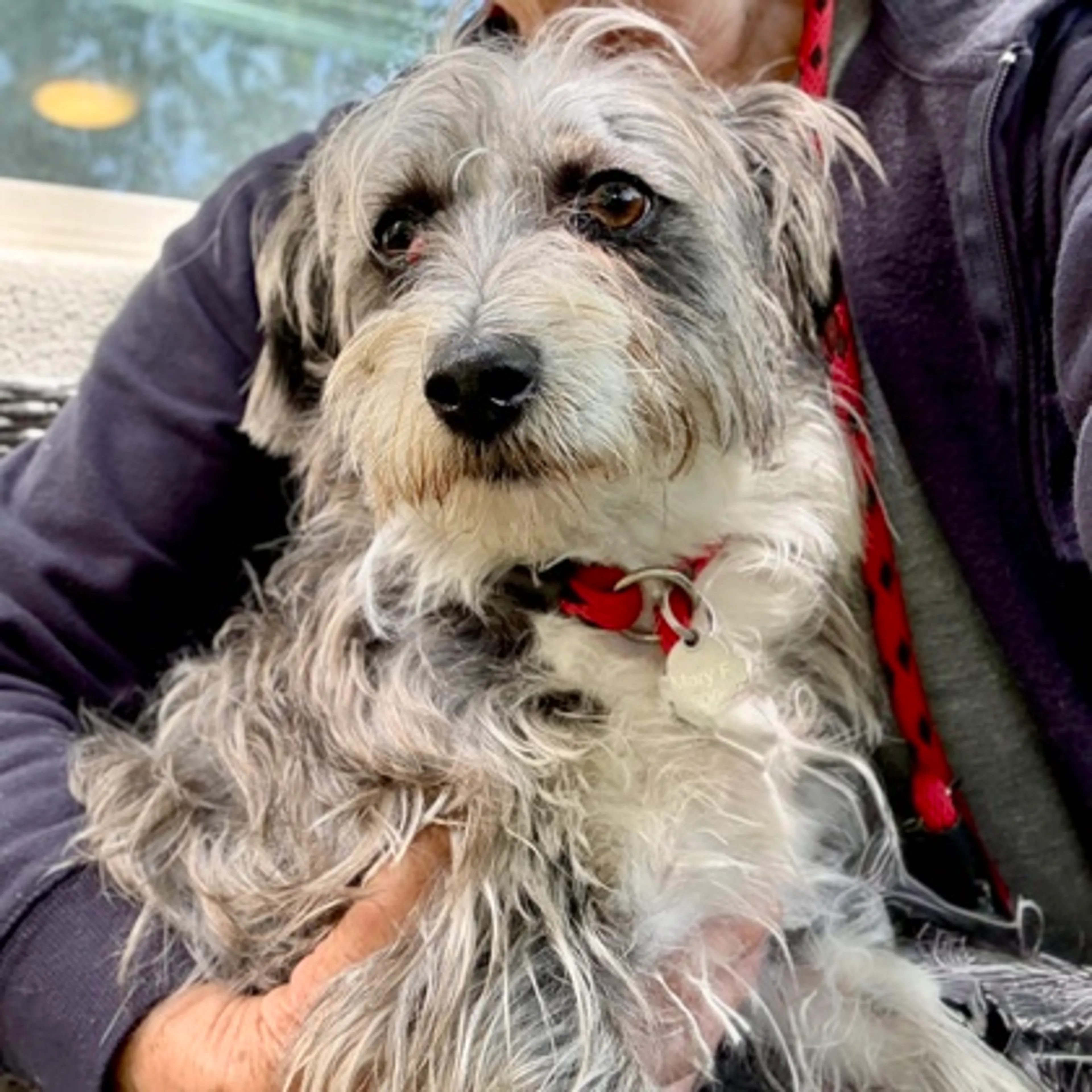 Found pet-1
