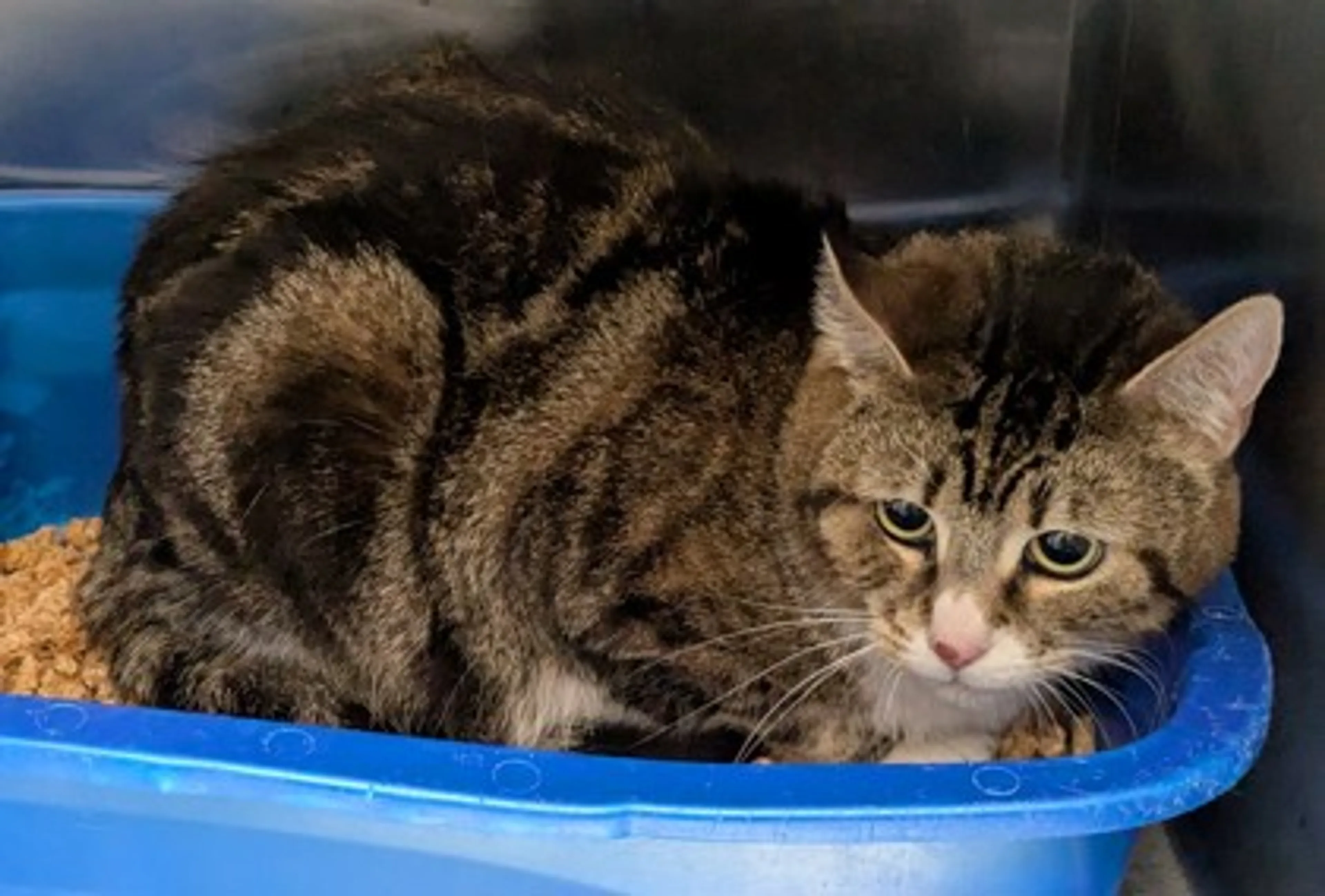 Found pet