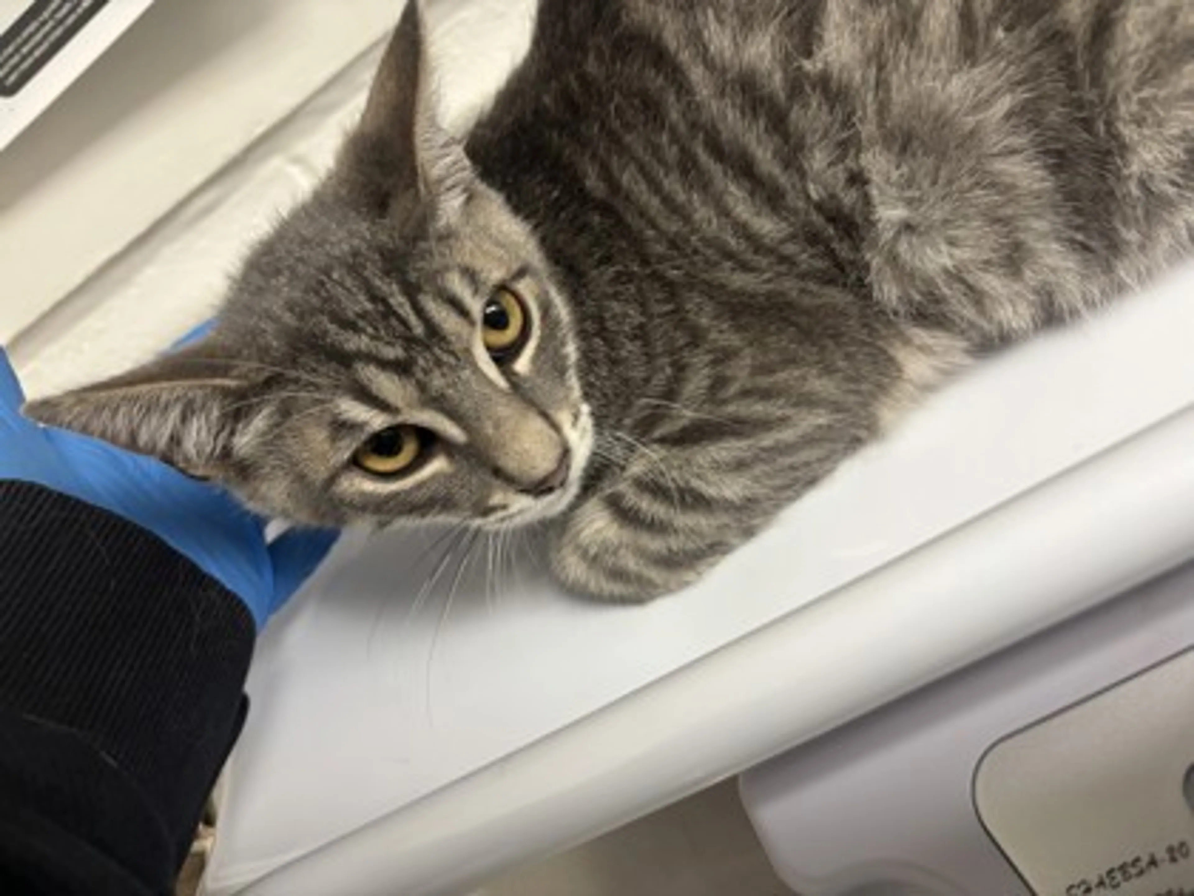 Found pet