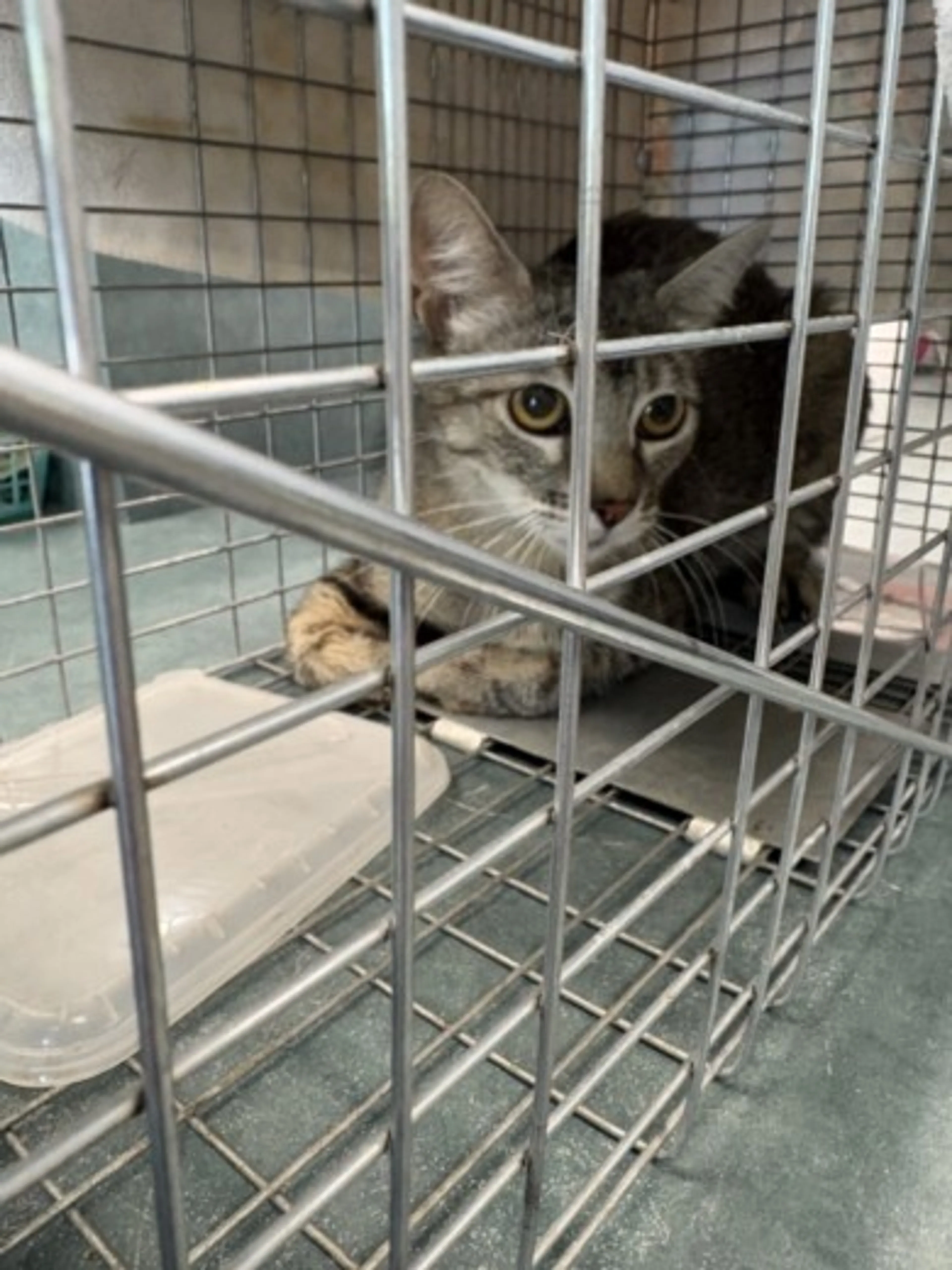 Found pet
