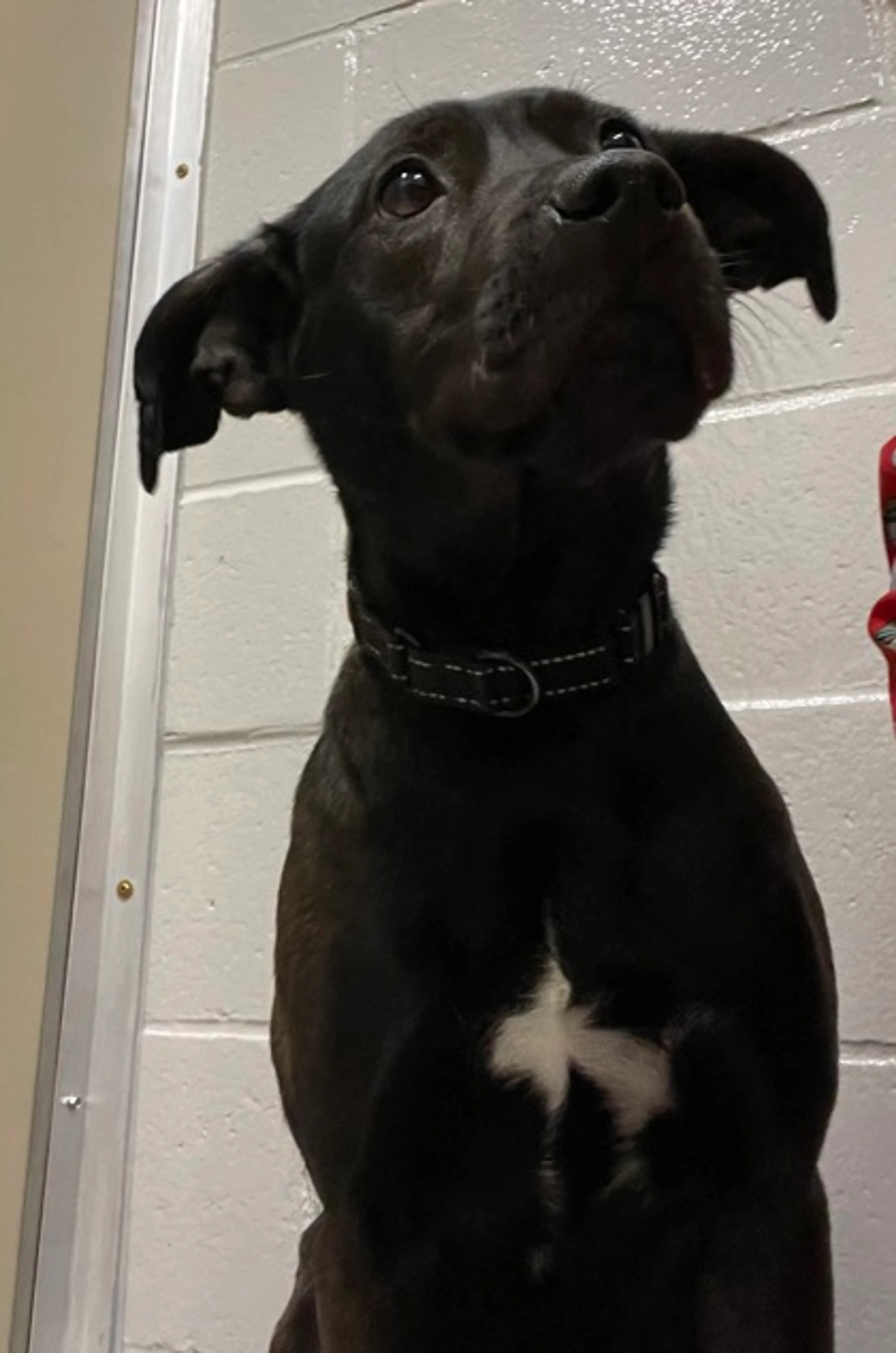 Found pet-2