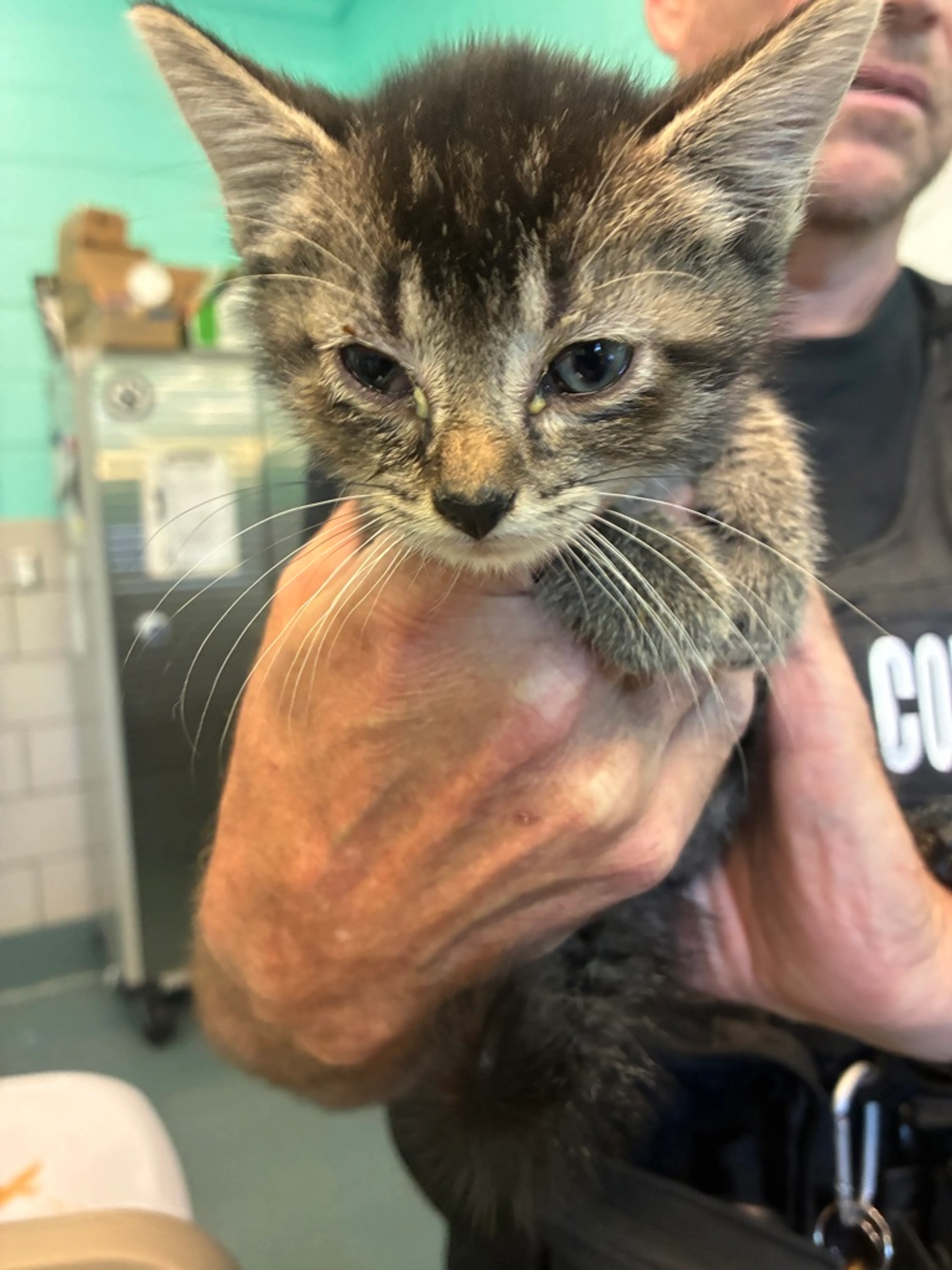 Found pet