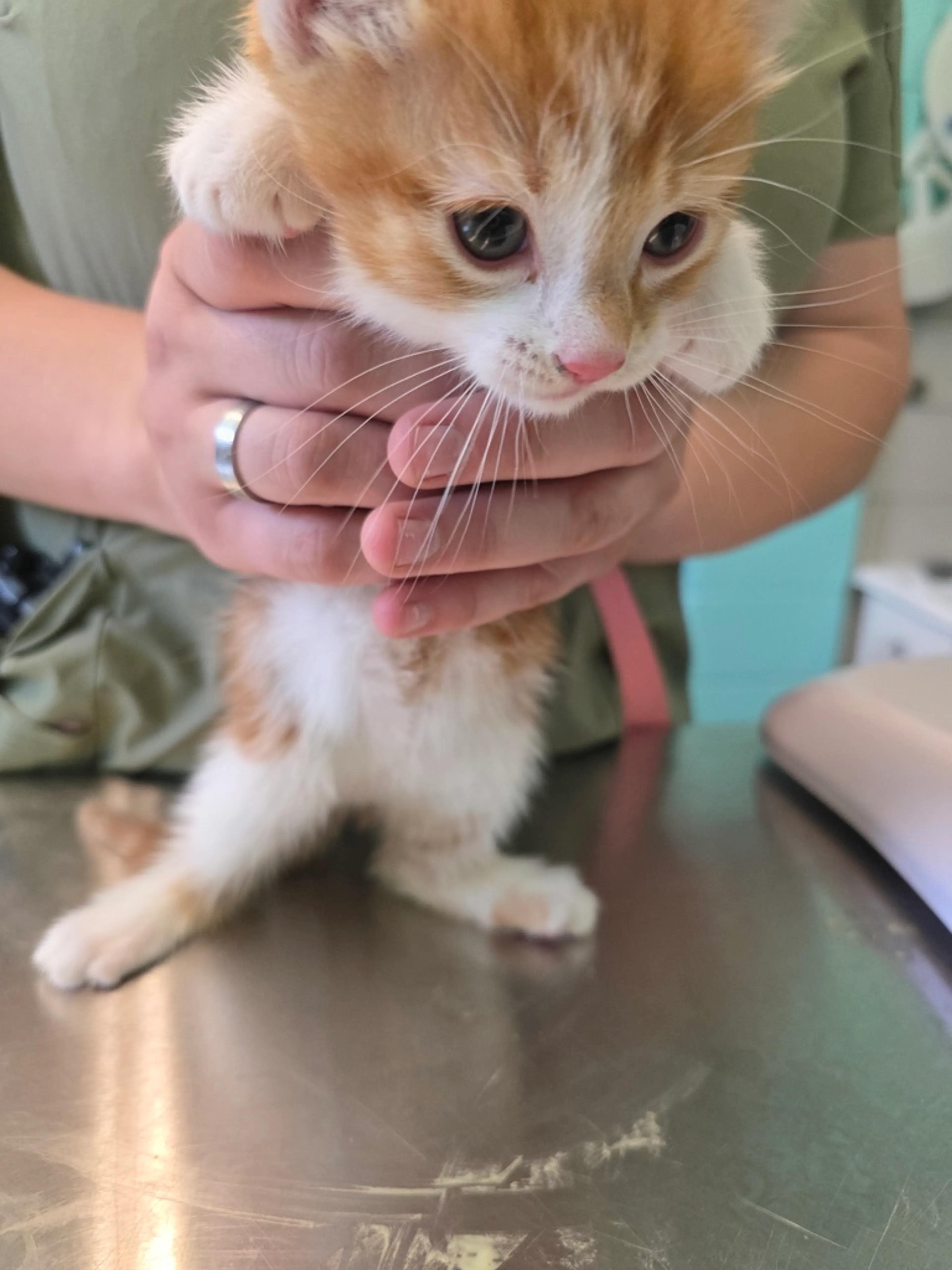 Found pet