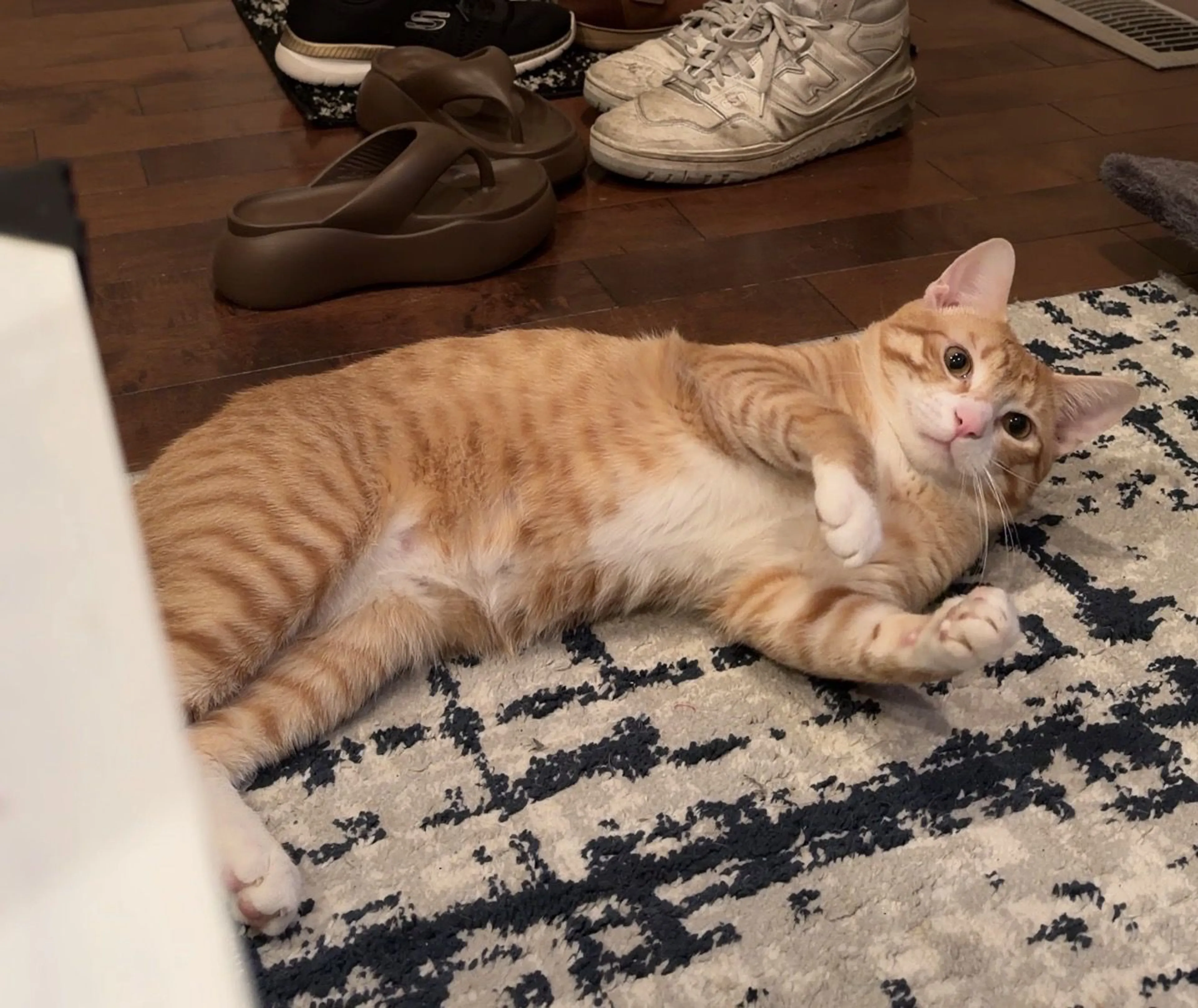 Lost pet-1