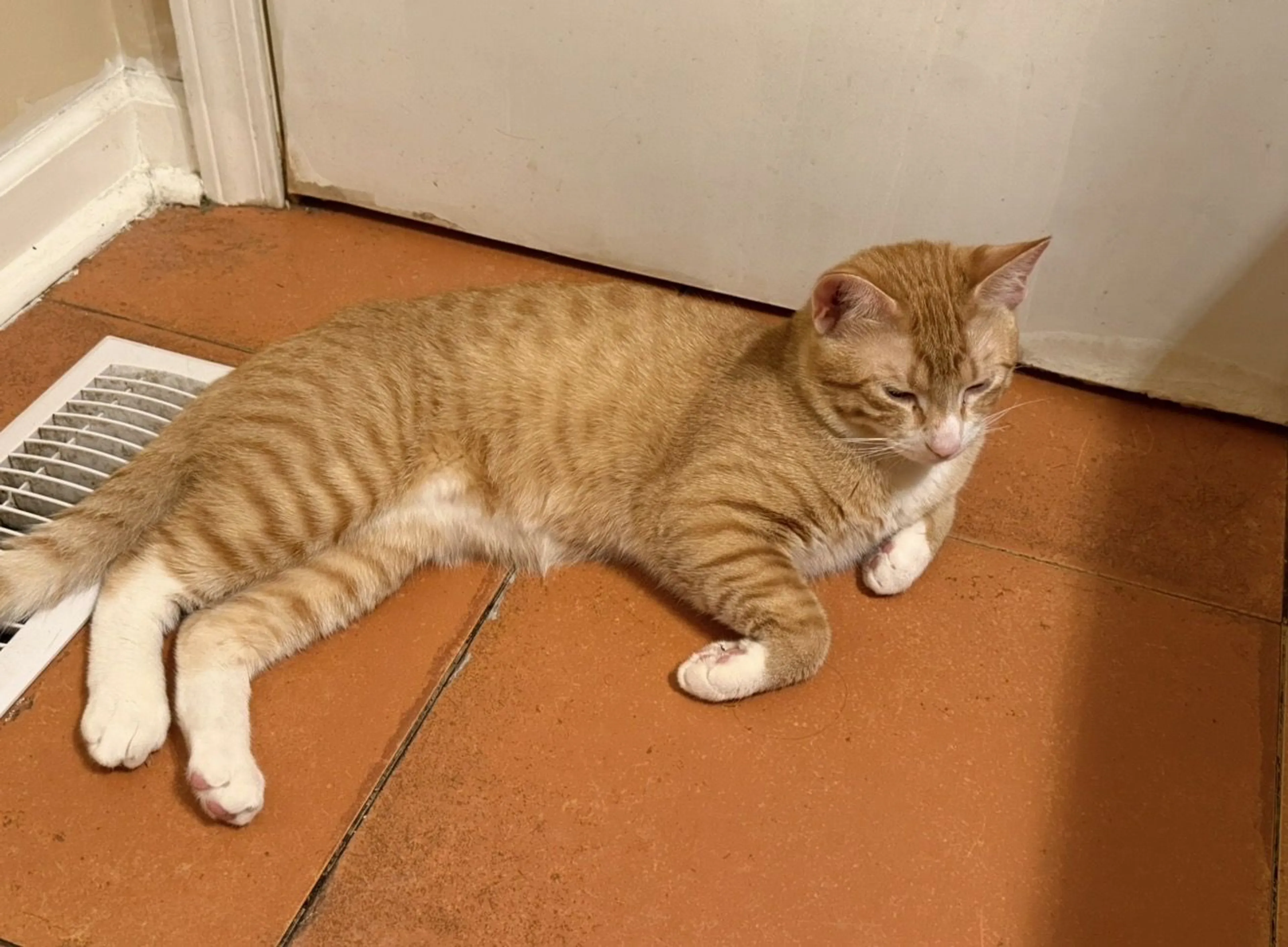 Lost pet-2