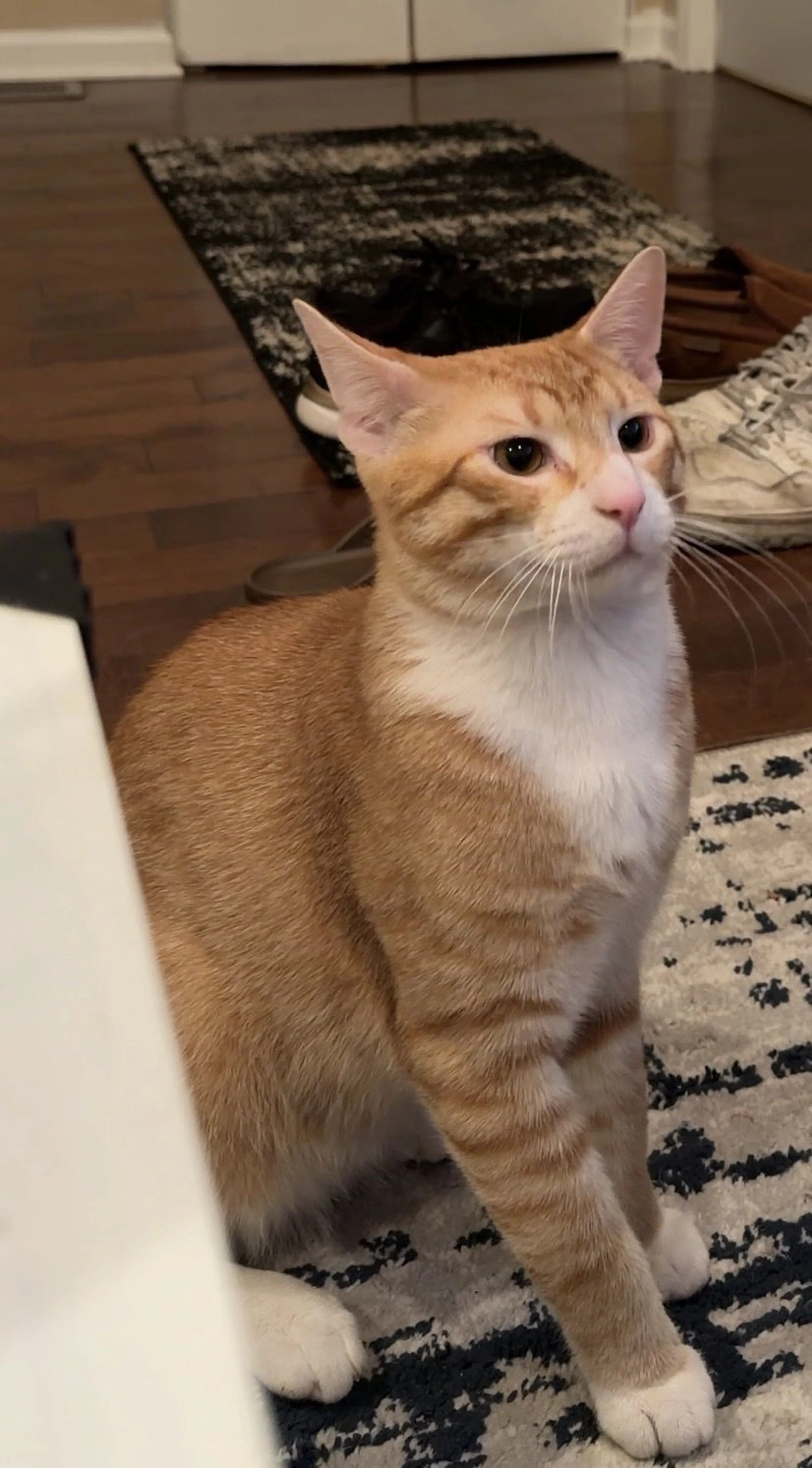 Lost pet-0