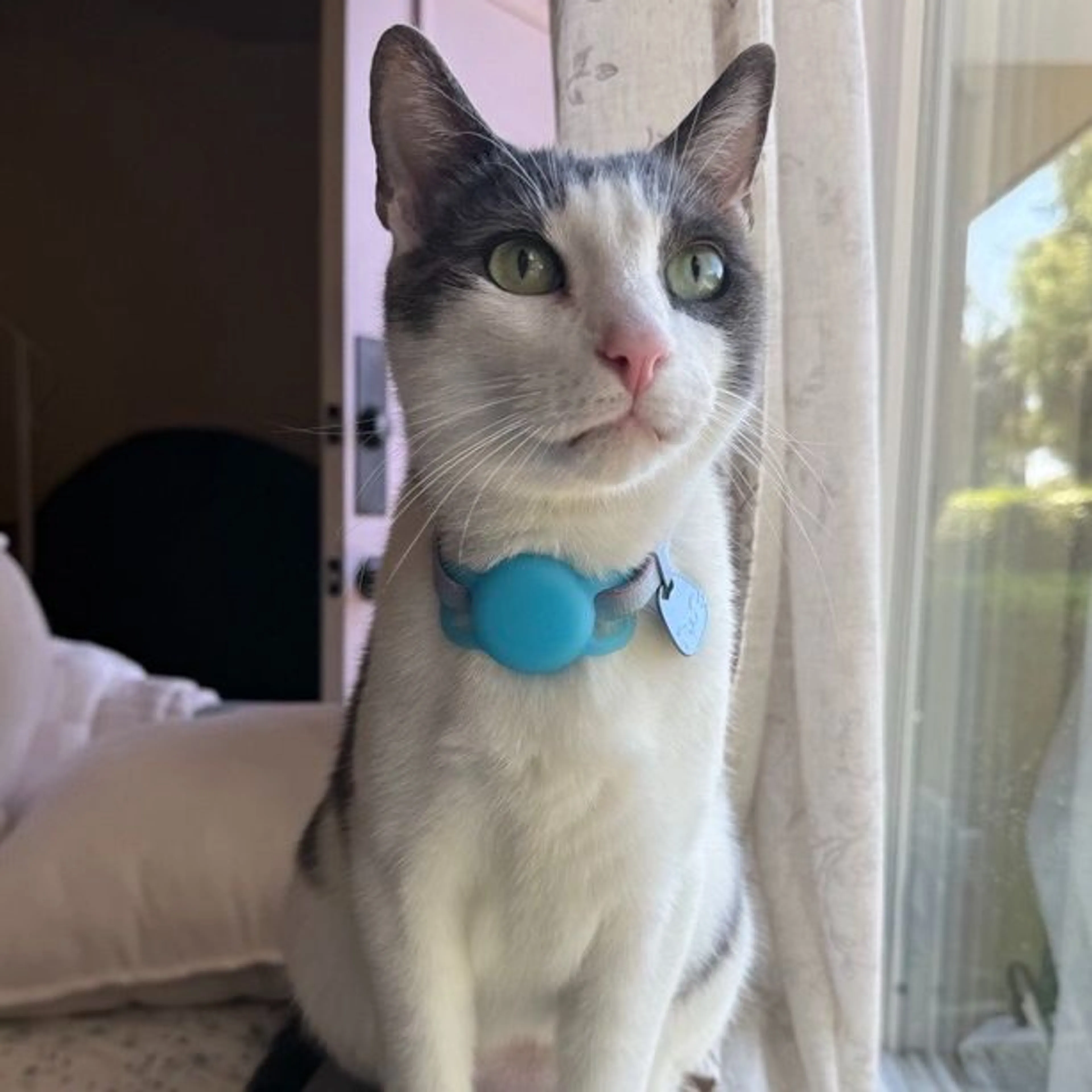 Lost pet
