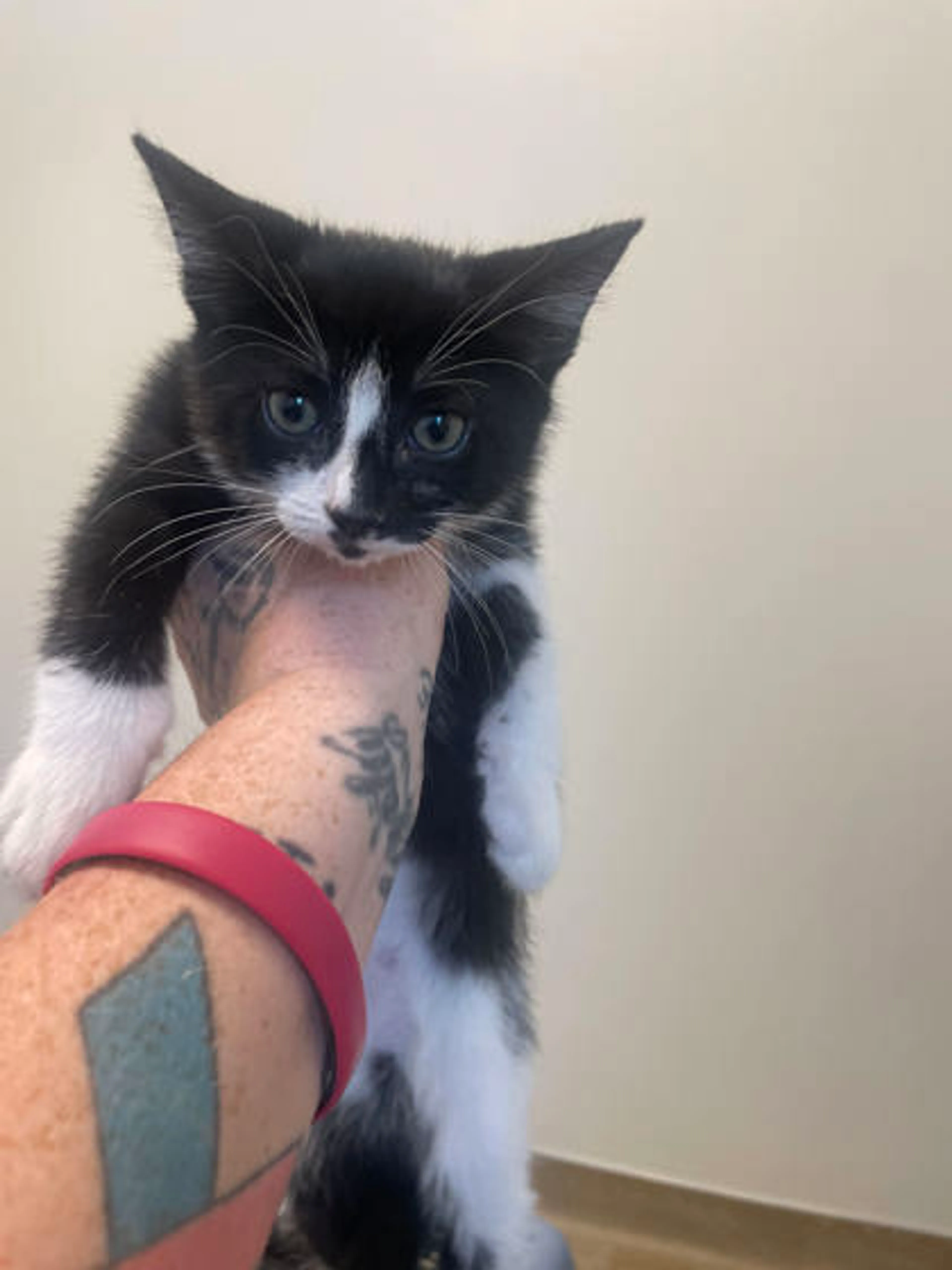 Found pet