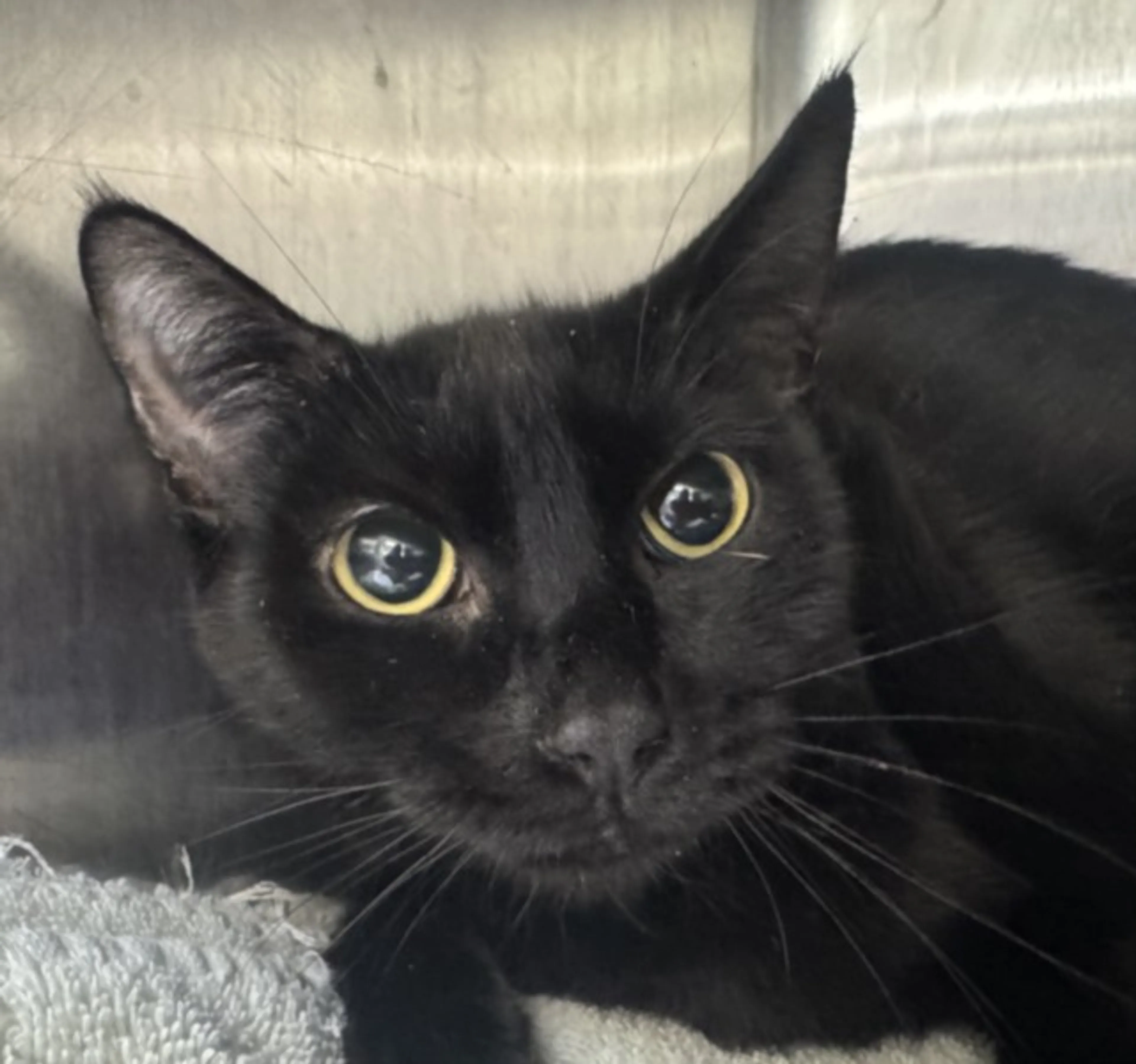 Found pet