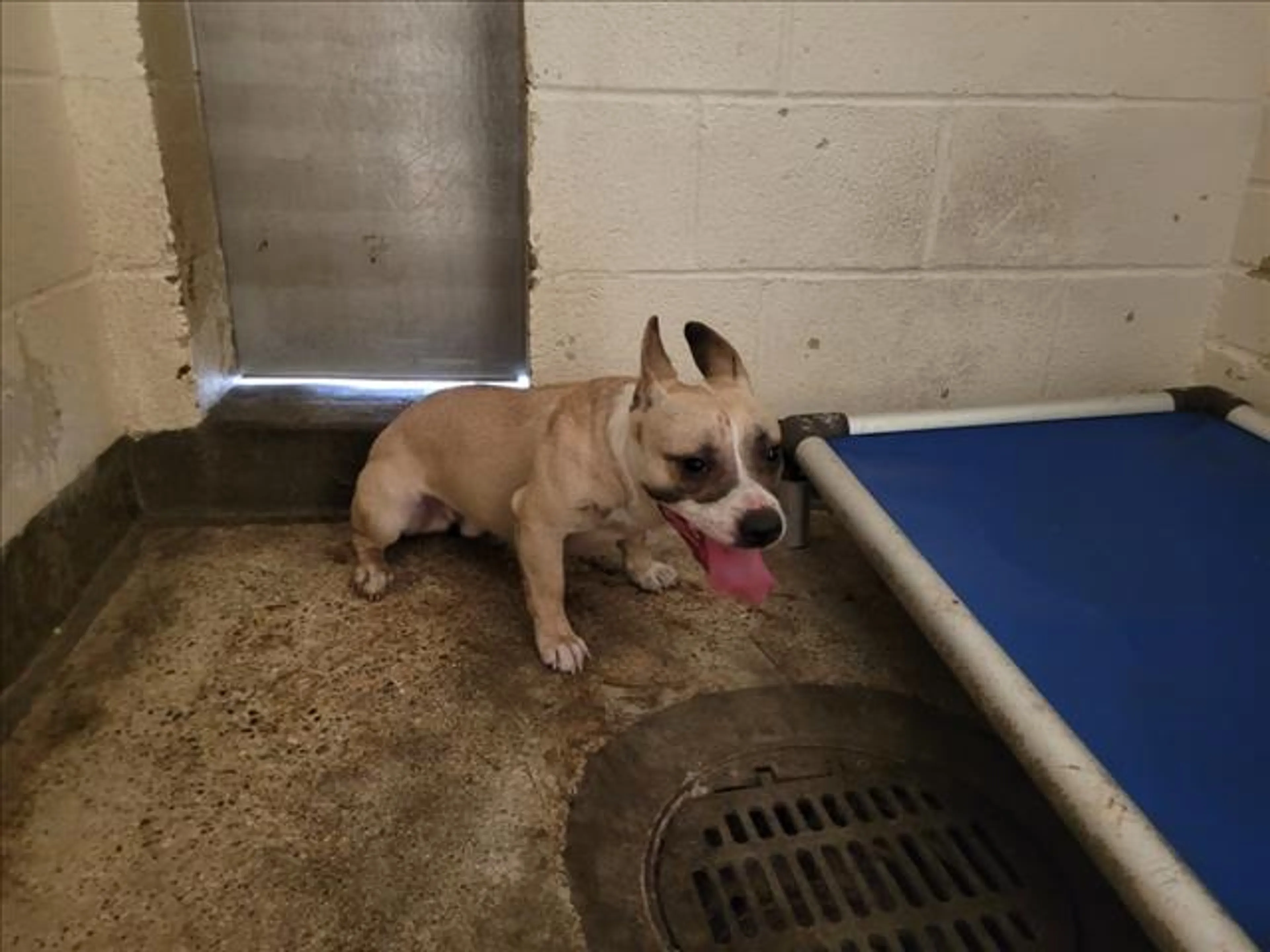 Found pet