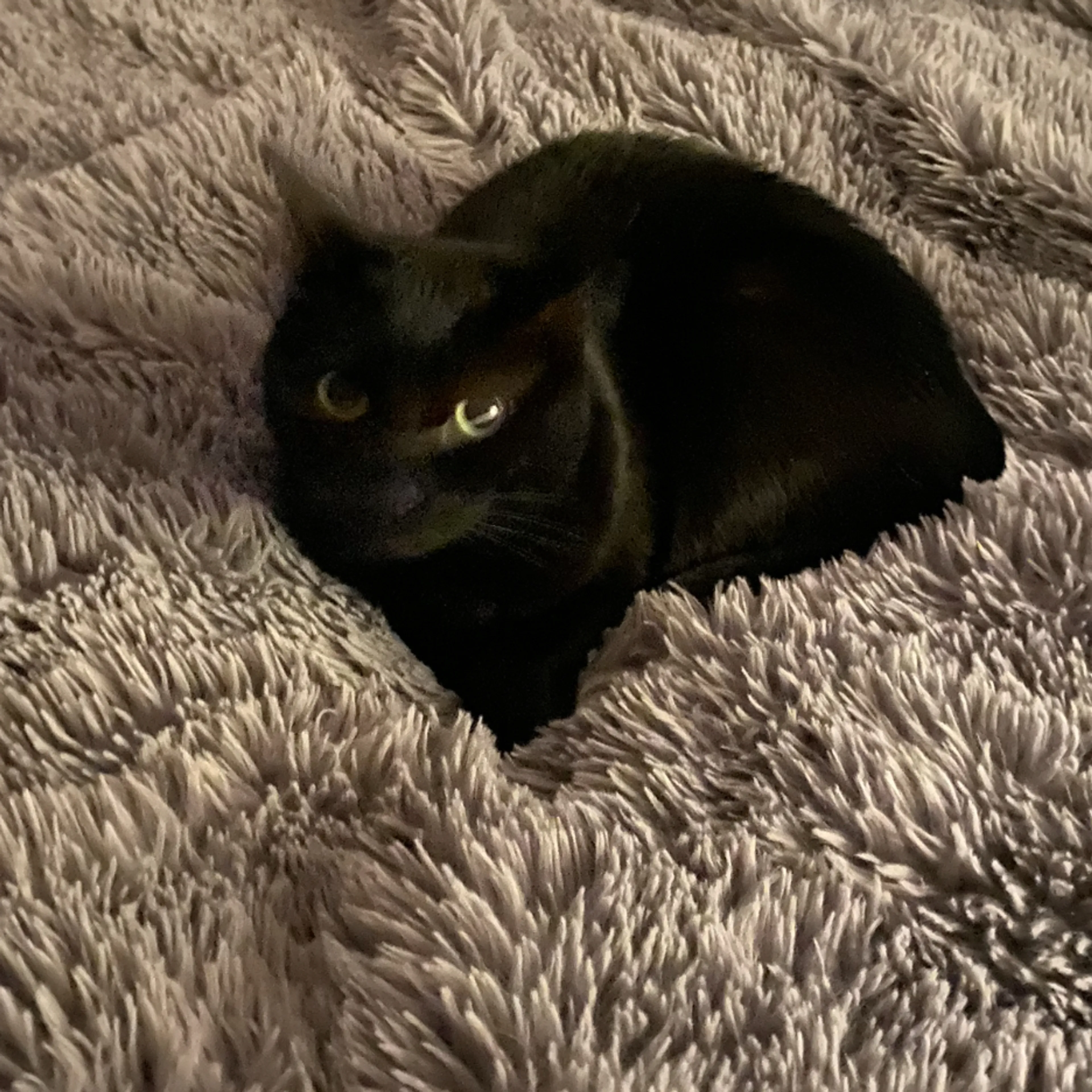 Lost pet-1