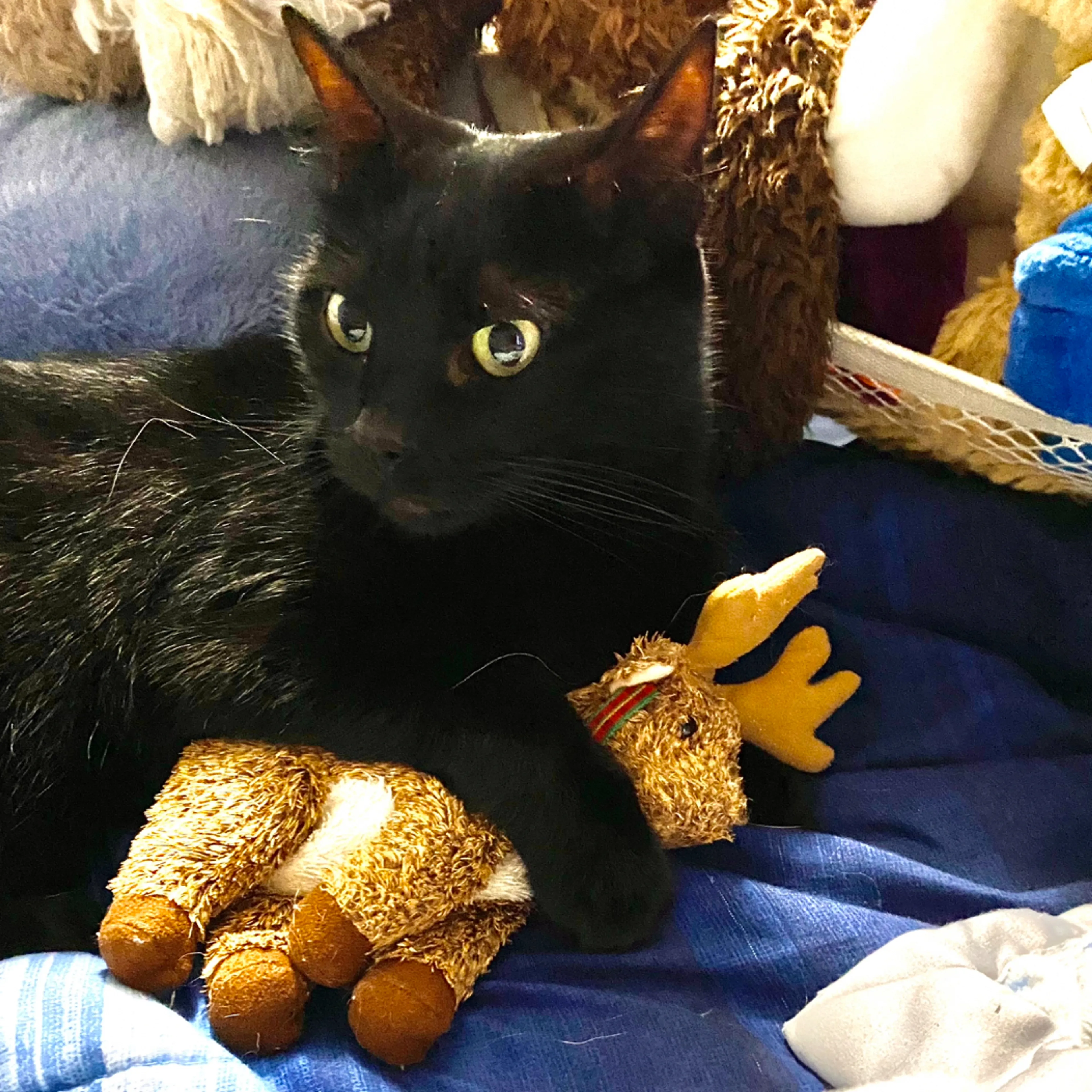 Lost pet-2