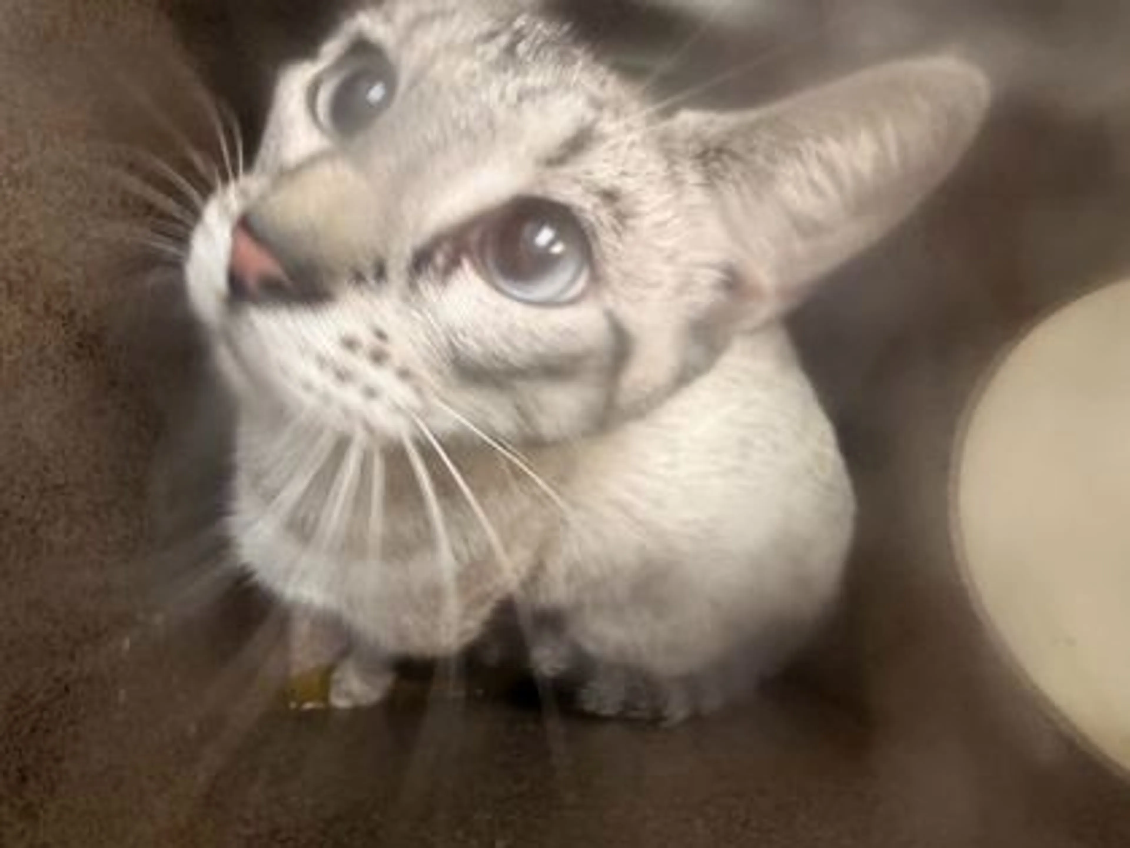 Found pet